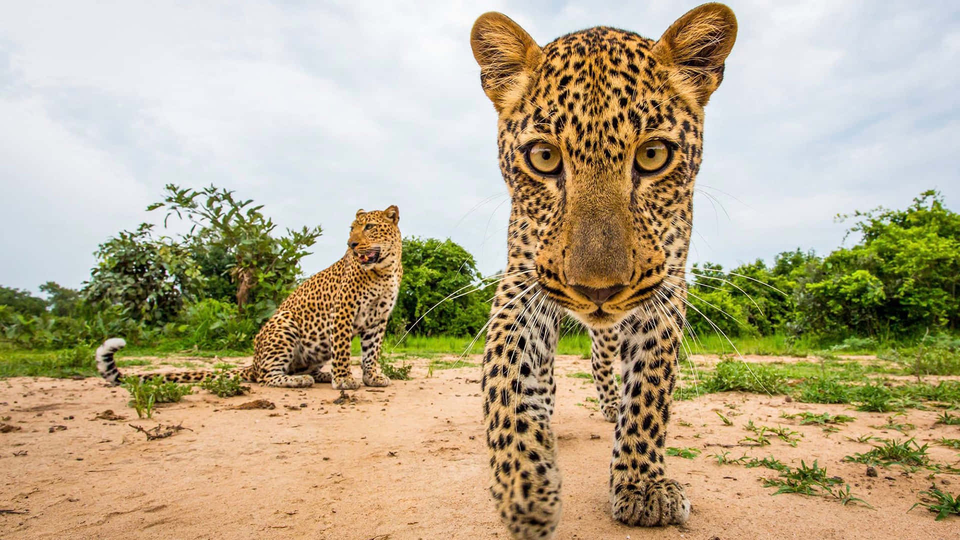 Beautiful Wildlife 桌布 壁紙 — 一隻花豹凝視著鏡頭，另一隻則平靜地坐在背景的泥路上，四周環繞著綠色樹葉。