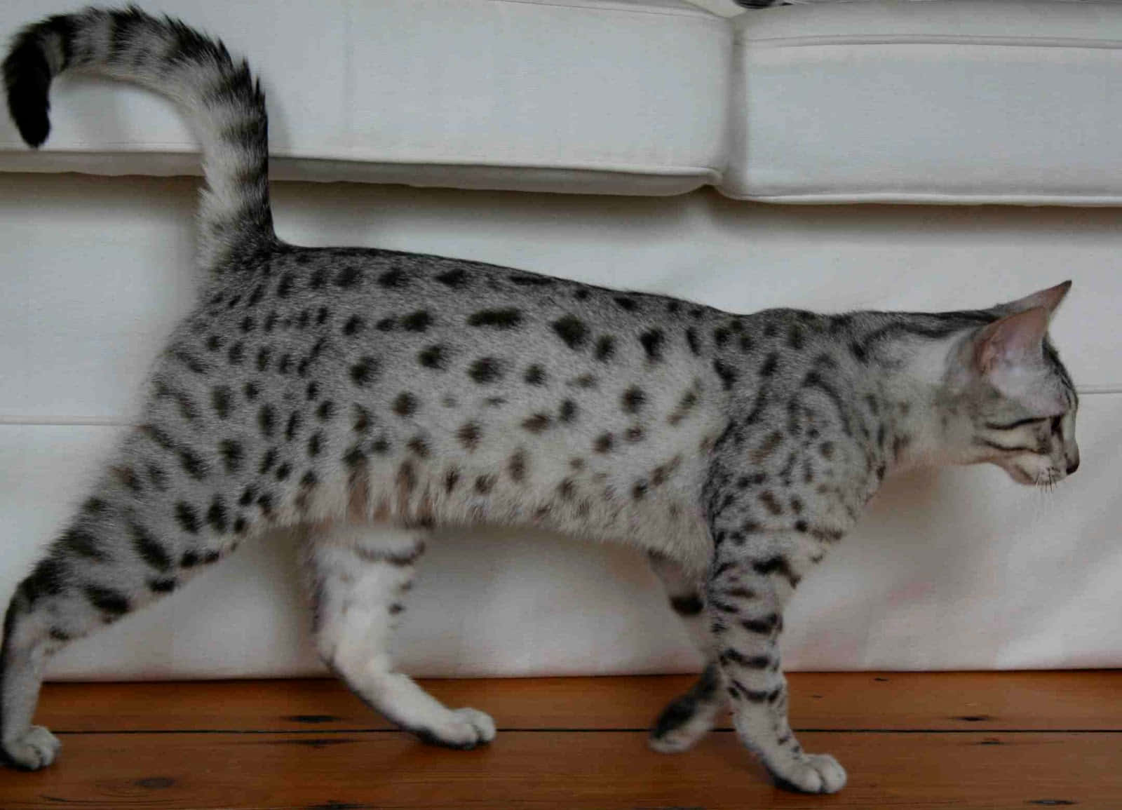 Egyptian Mau 桌布 壁紙 — 一隻苗條的斑點貓優雅地走過木地板上的白色沙發。