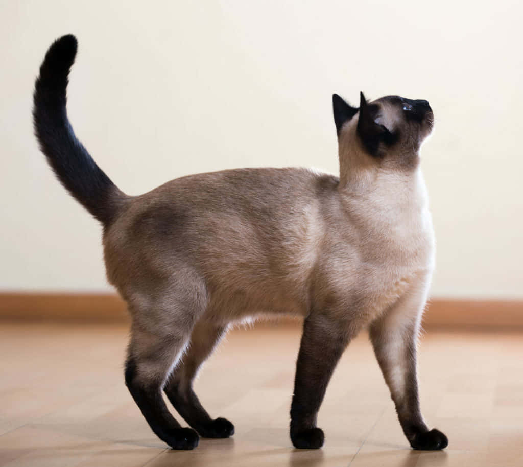 Cat Tail 桌布 壁紙 — 一隻苗條的暹羅貓警覺地站在木地板上，尾巴高翹，頭部向上傾斜。