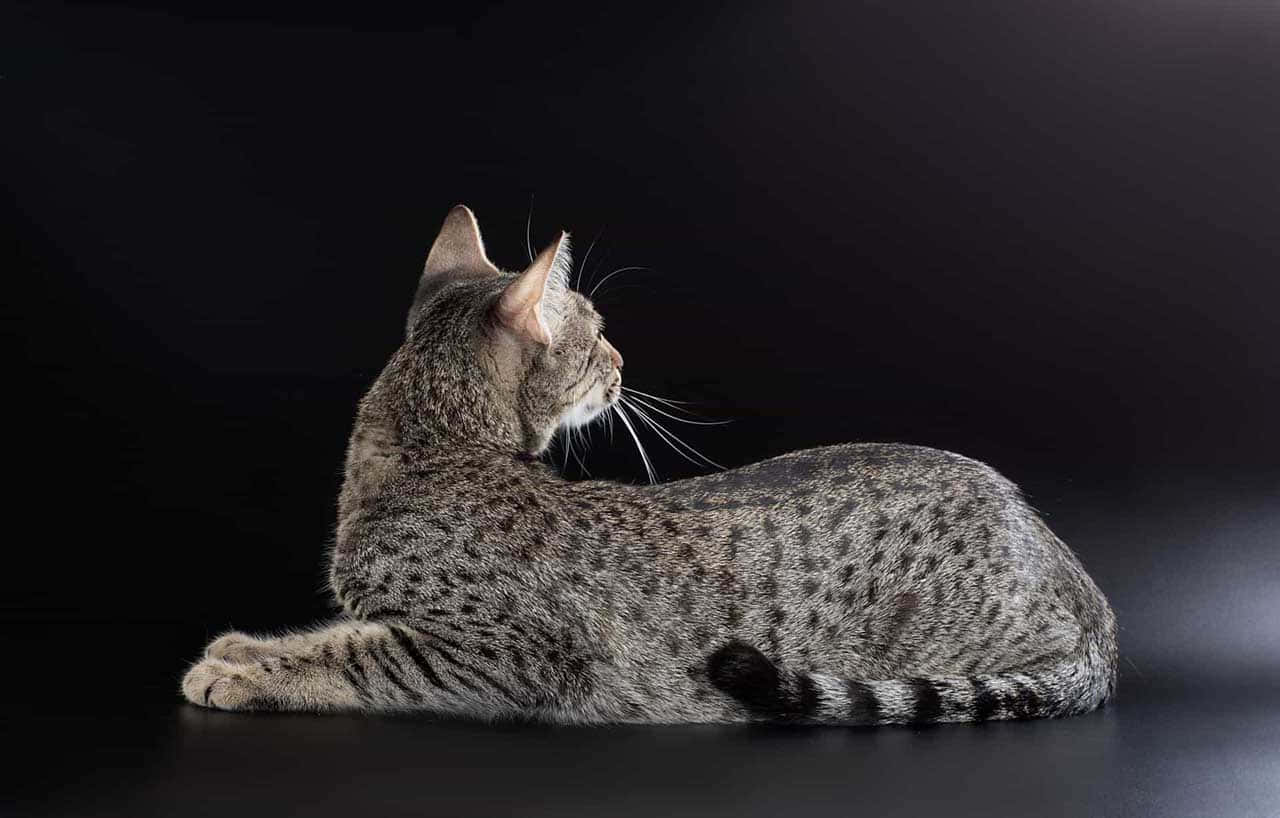 Egyptian Mau 桌布 壁紙 — 一隻苗條的虎斑貓側臥在深色漸變背景上，毛皮帶有灰色和黑色斑點圖案。