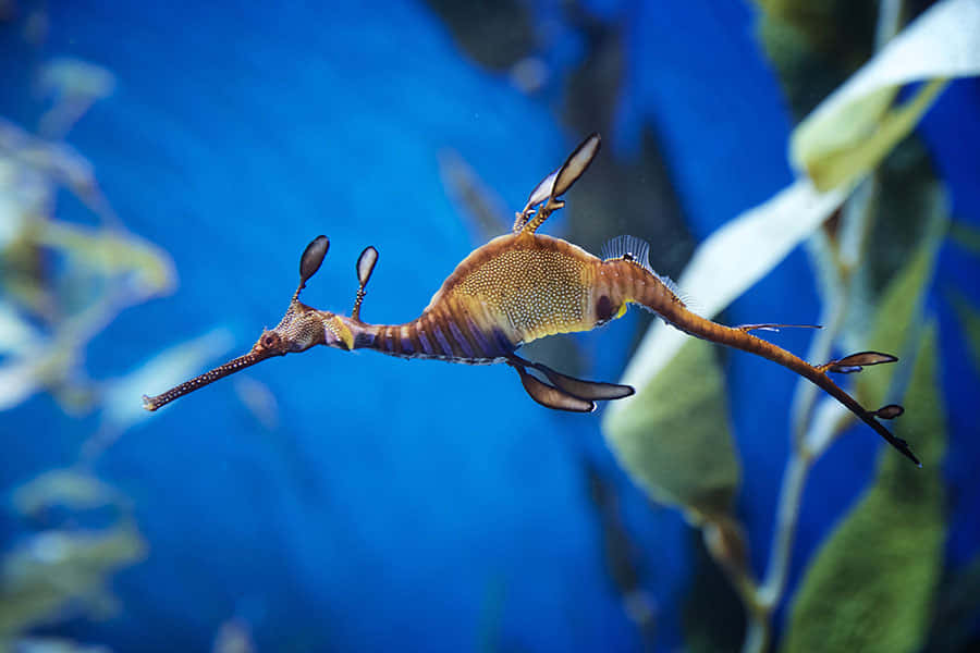 海馬 桌布 壁紙 — 一隻葉海龍在柔軟的綠色海草中優雅地滑過充滿活力的藍色海水。