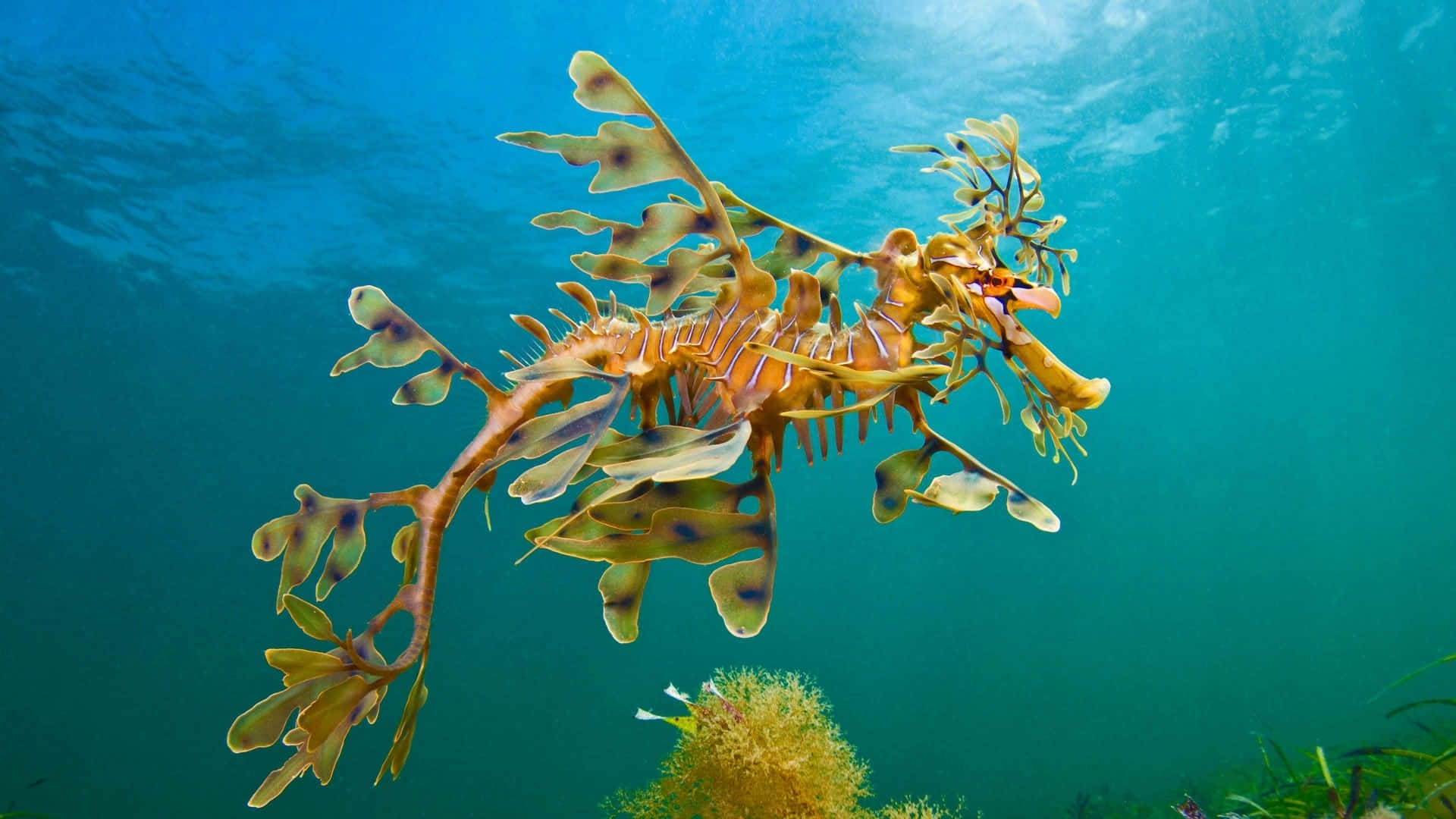 海馬 桌布 壁紙 — 一隻葉海龍在陽光照射的碧綠海水上優雅地滑行，下方是黃色珊瑚和綠色海藻床。