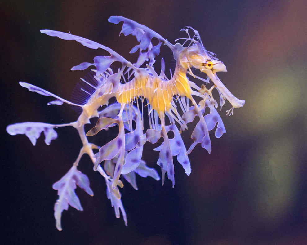 海馬 桌布 壁紙 — 一隻葉海龍在黑暗的水中優雅地滑行，帶有半透明的紫色葉狀附肢和鮮黃色的身體。