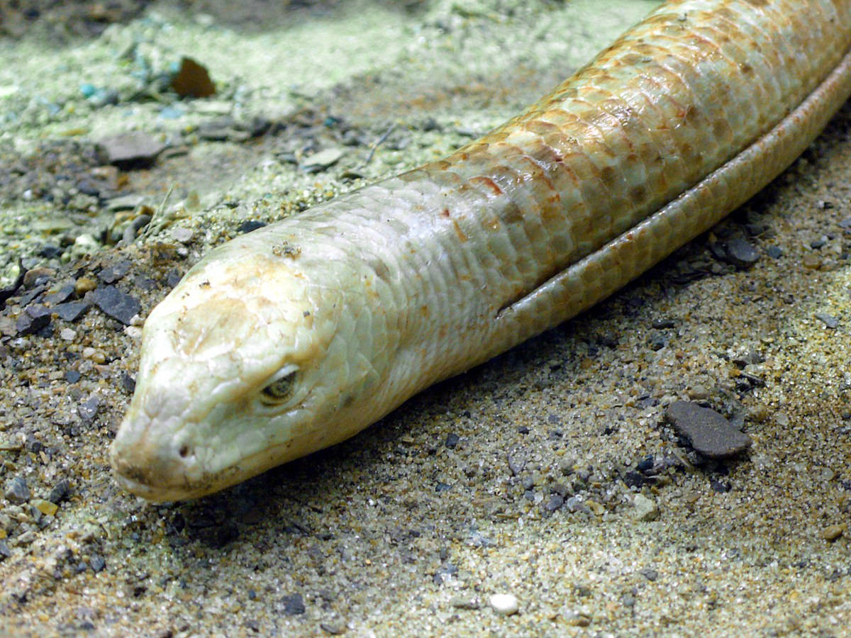 reptiles 桌布 壁紙 — 一隻蒼白無腿蜥蜴的特寫，帶有紋理鱗片，躺在粗糙的沙子和細小石頭上。