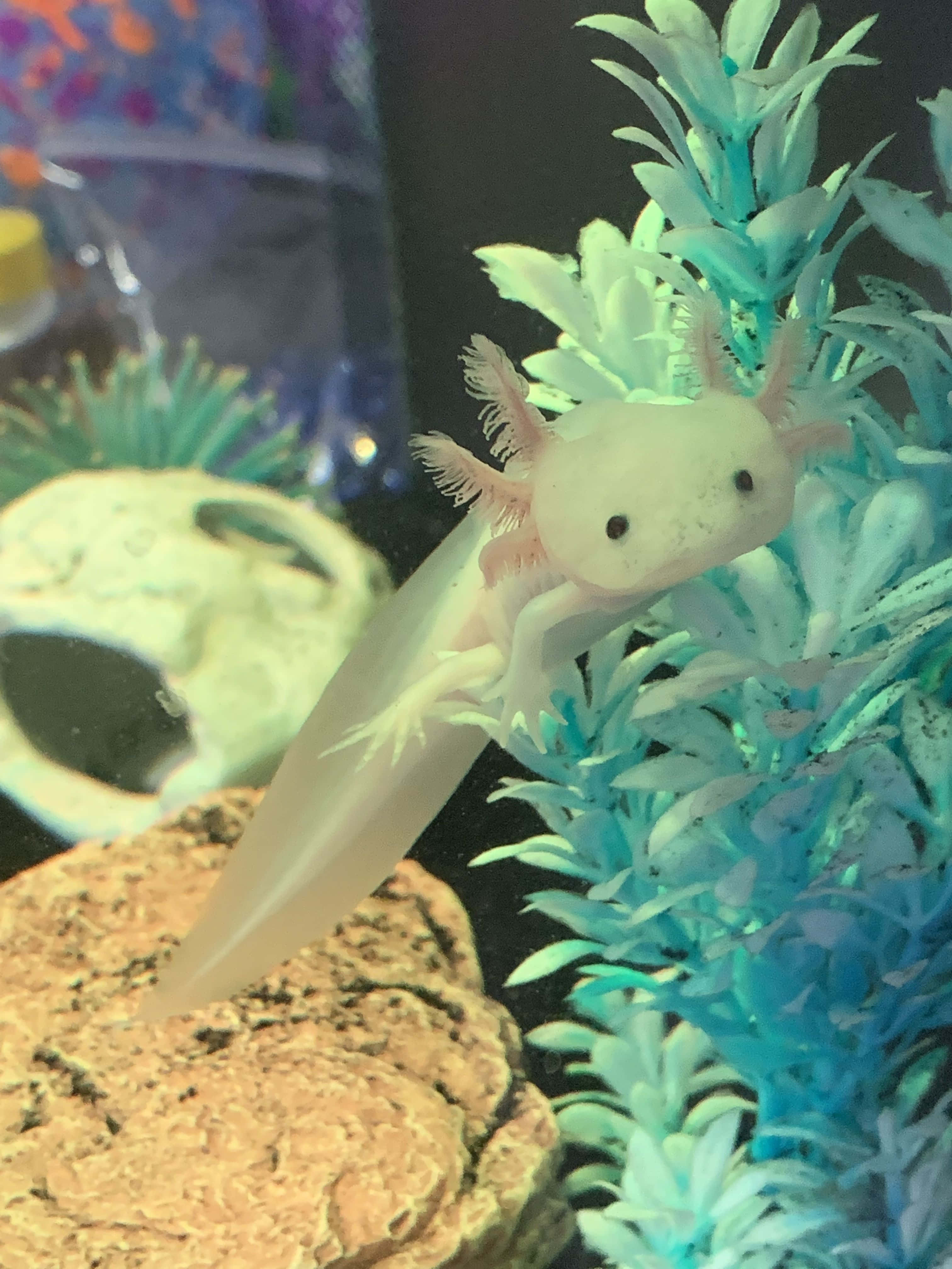 動物 桌布 壁紙 — 一隻蒼白的墨西哥鈍口螈，帶有羽毛狀的鰓，在家中的水族箱中，在發光的藍綠色人造植物之間休息。