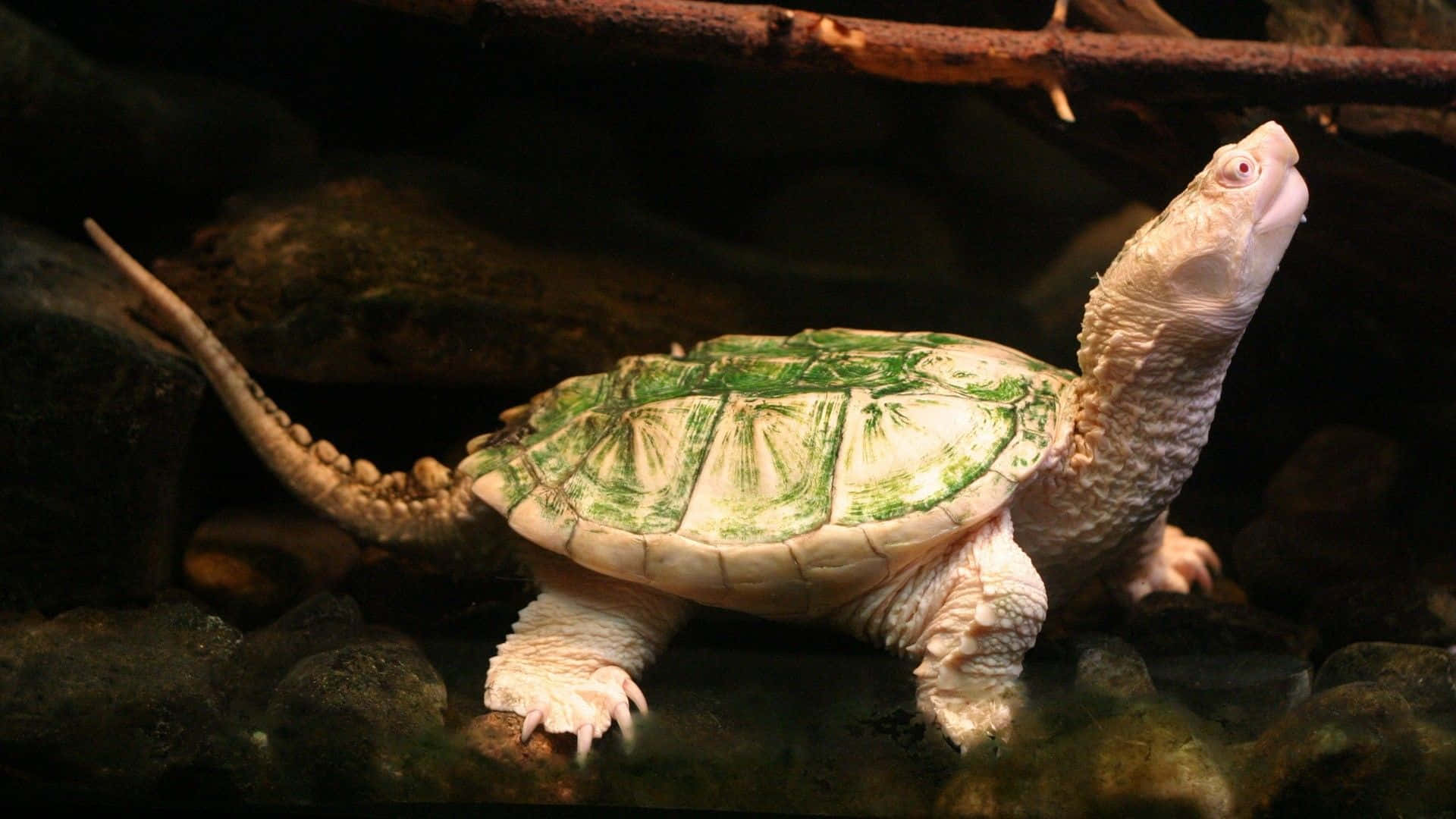 Turtle 桌布 壁紙 — 一隻蒼白的海龜，帶有綠色圖案的龜殼，在昏暗燈光下警覺地站在深色岩石上。