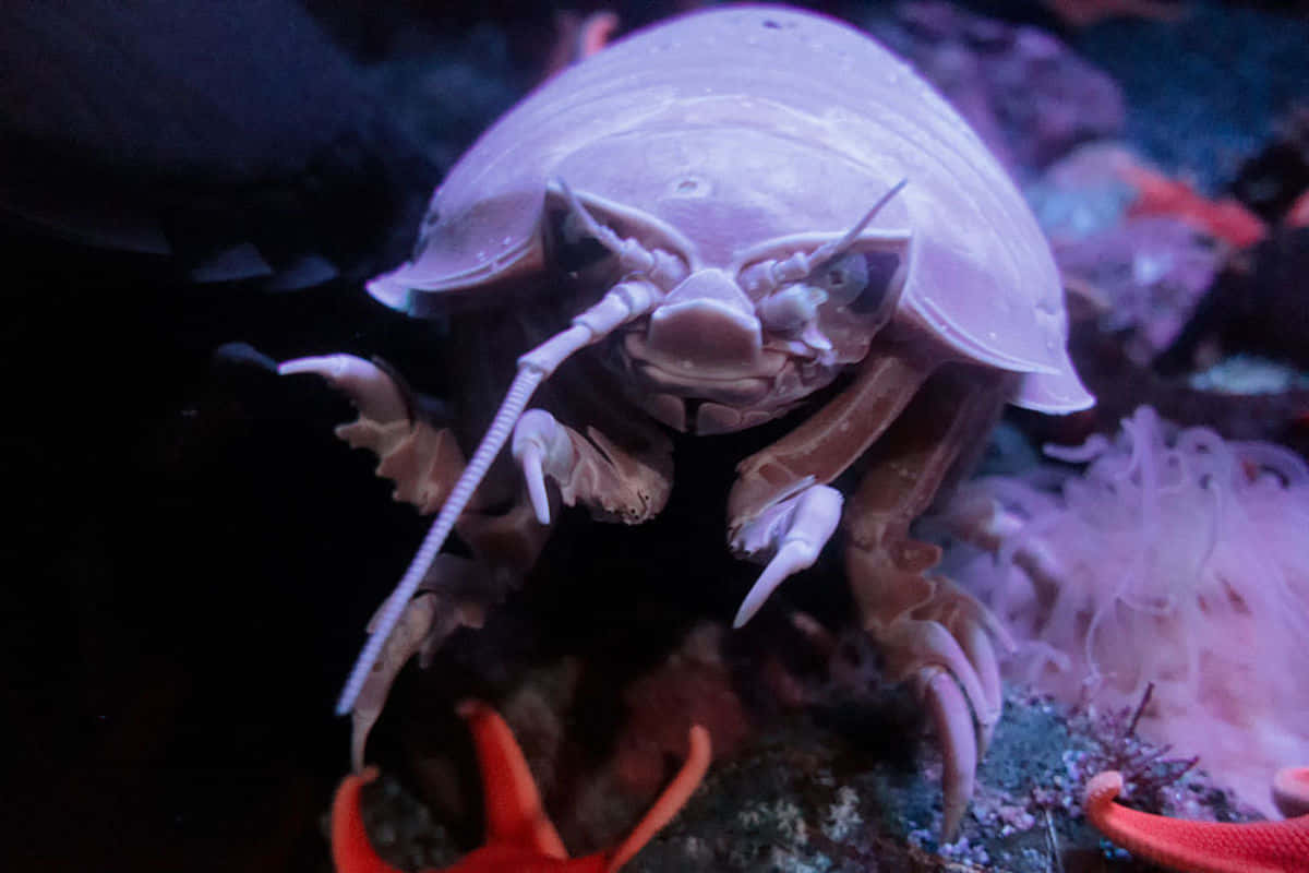 Underwater Scary Ocean 桌布 壁紙 — 一隻蒼白的等足類動物，帶有詳細的爪和觸角，在黑暗的海床上靠近發光的珊瑚休息的特寫。