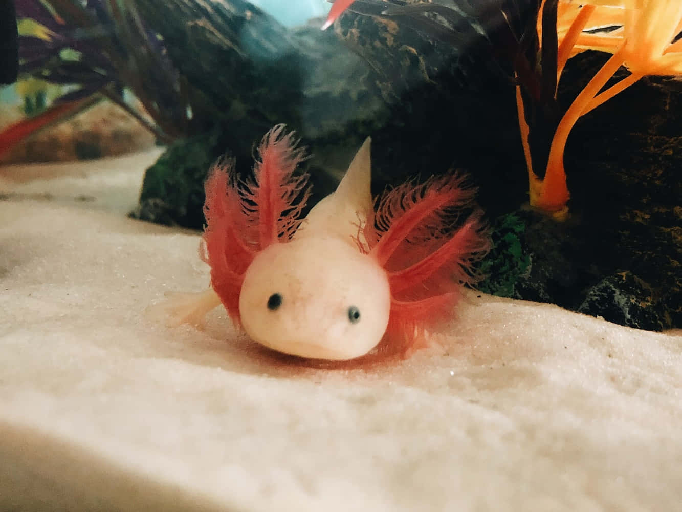 墨西哥鈍口螈 桌布 壁紙 — 一隻蒼白的蠑螈（axolotl）帶有鮮紅色鰓，在種植了植物的水族箱中的沙質底材上休息的特寫。