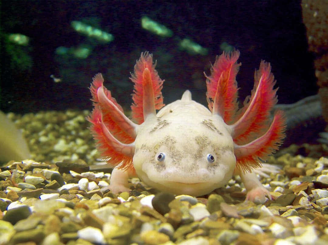墨西哥鈍口螈 桌布 壁紙 — 一隻蒼白的蠑螈（axolotl）帶有鮮豔粉紅色鰓，在水族箱的彩色鵝卵石上休息的特寫。