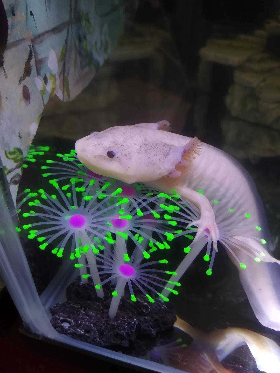 墨西哥鈍口螈 桌布 壁紙 — 一隻蒼白的蠑螈在昏暗的水族箱中，躺在發光的綠色和粉紅色海葵旁邊休息。