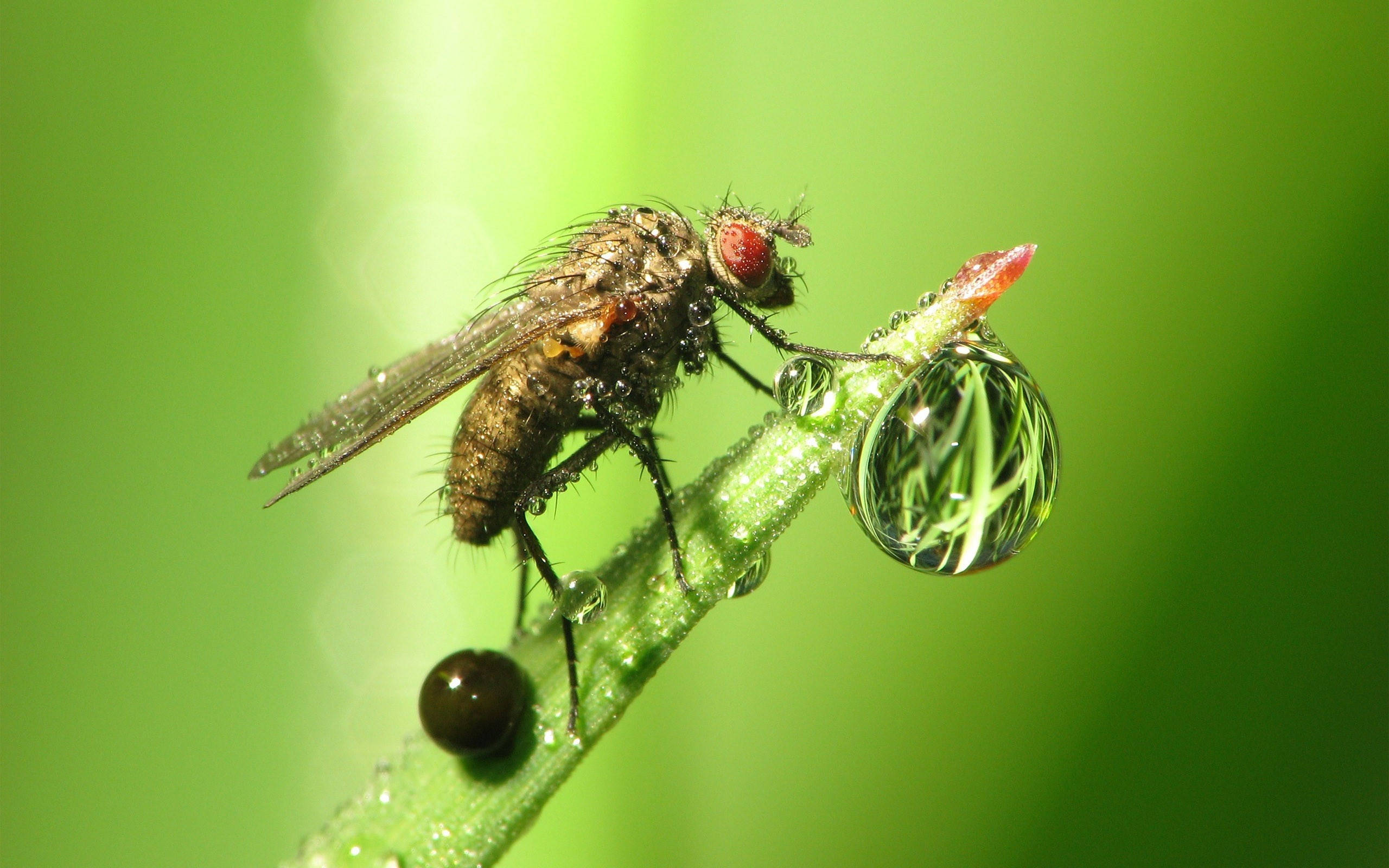 fly 桌布 壁紙 — 一隻蒼蠅棲息在沾滿露水的綠色莖上的特寫，一個大水珠反射出樹葉。