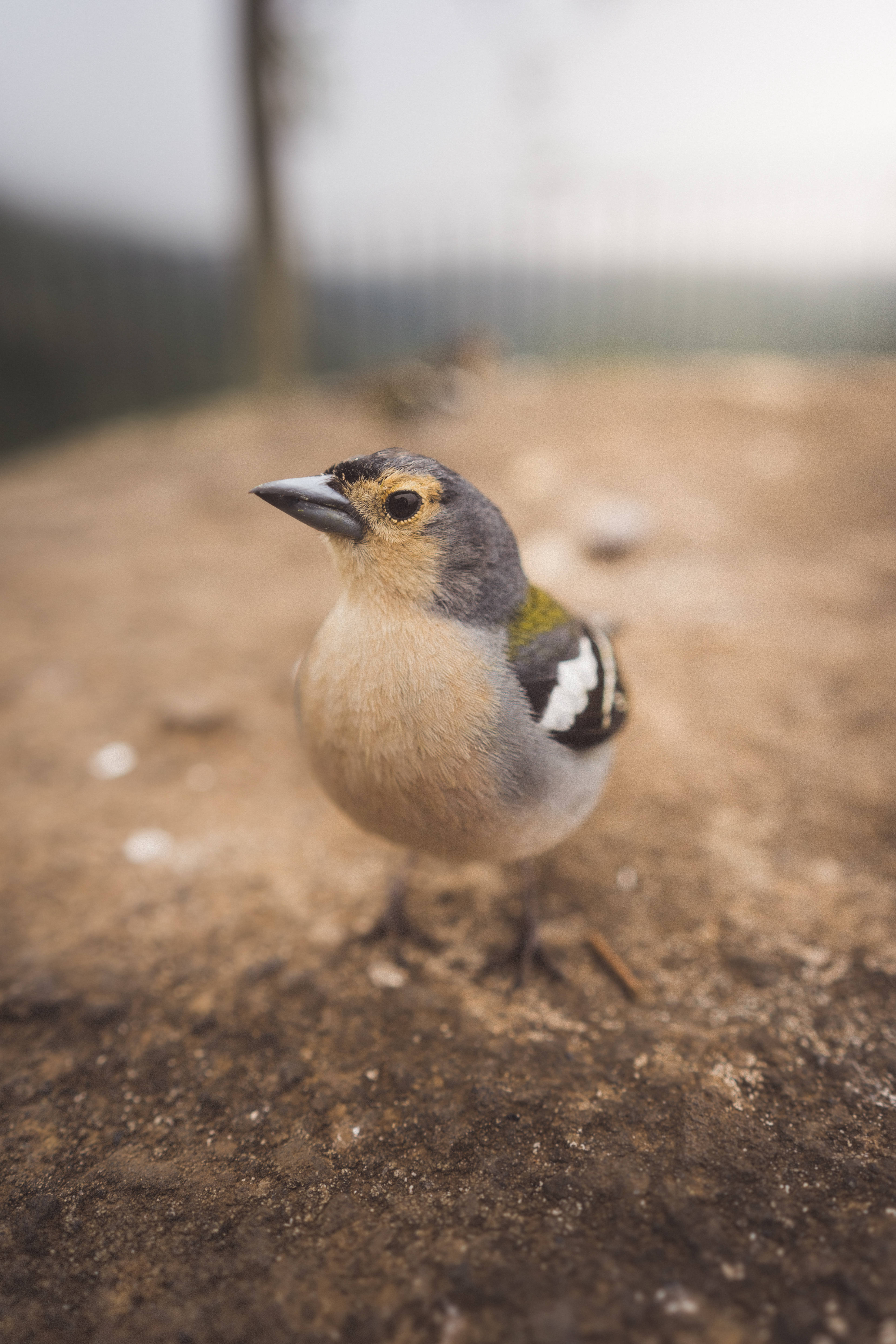 birds 桌布 壁紙 — 一隻蒼頭燕雀站在泥土地面上的特寫，背景柔和模糊。