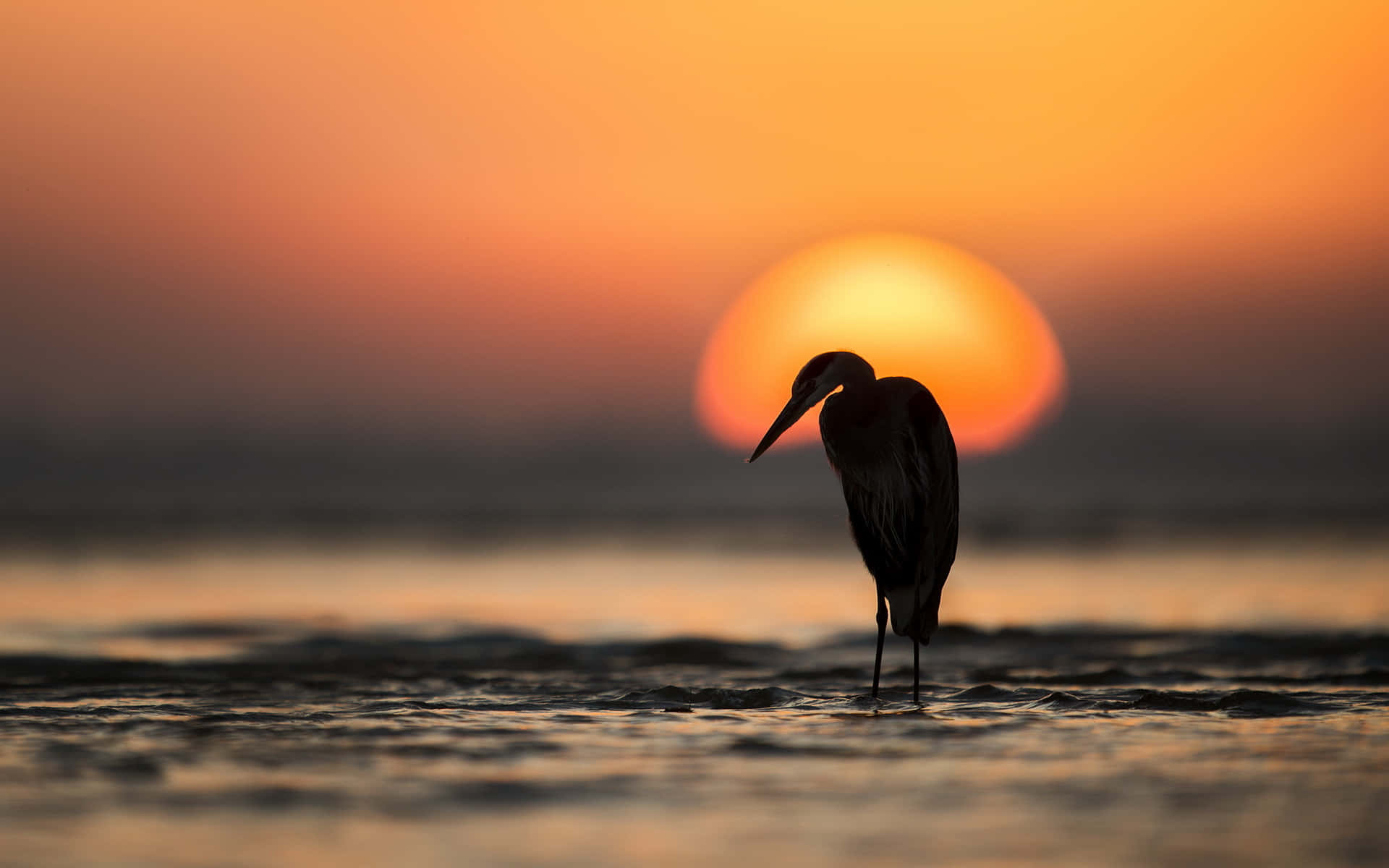 Heron 桌布 壁紙 — 一隻蒼鷺站在淺水中，背後夕陽散發溫暖的橙色光芒，形成剪影。