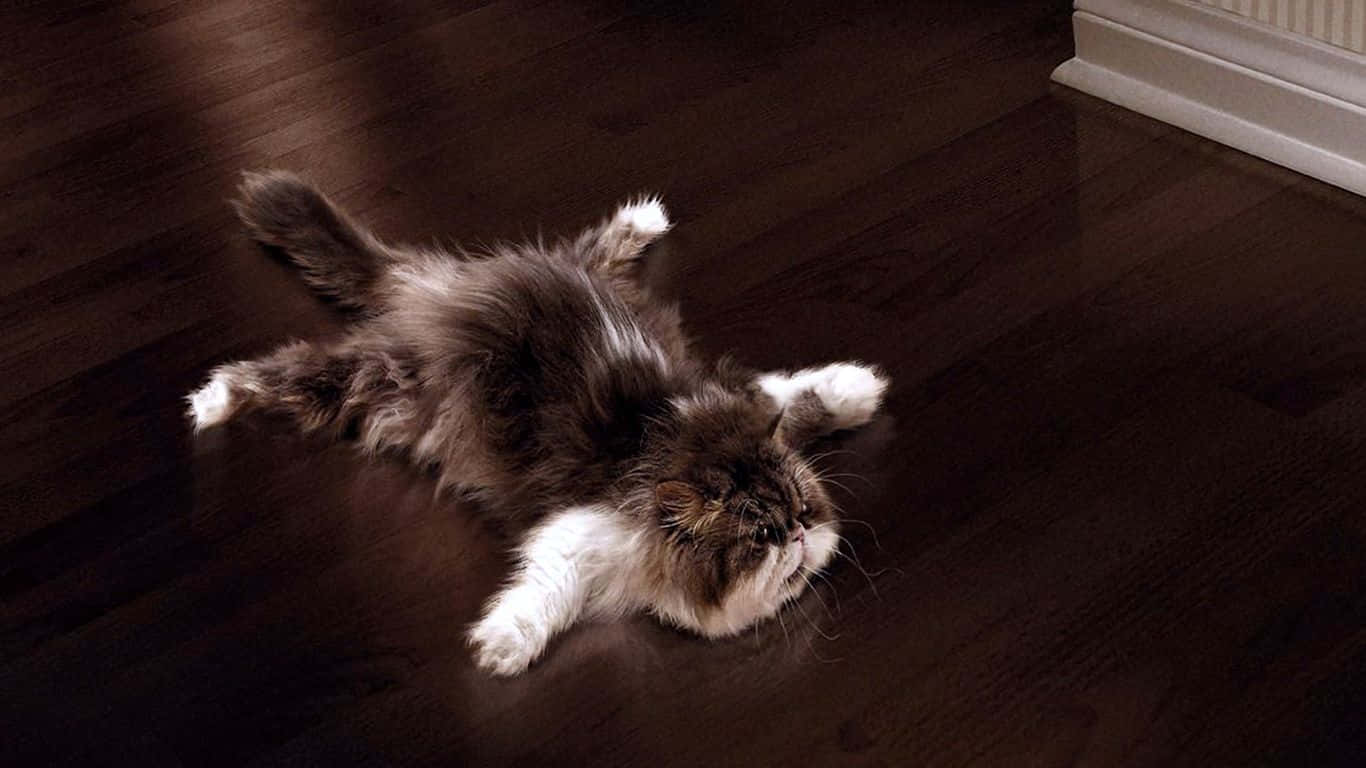 Cat Desktop 桌布 壁紙 — 一隻蓬鬆的棕白相間的貓咪在溫暖陽光照耀的深色木地板上頑皮地伸展著身體。