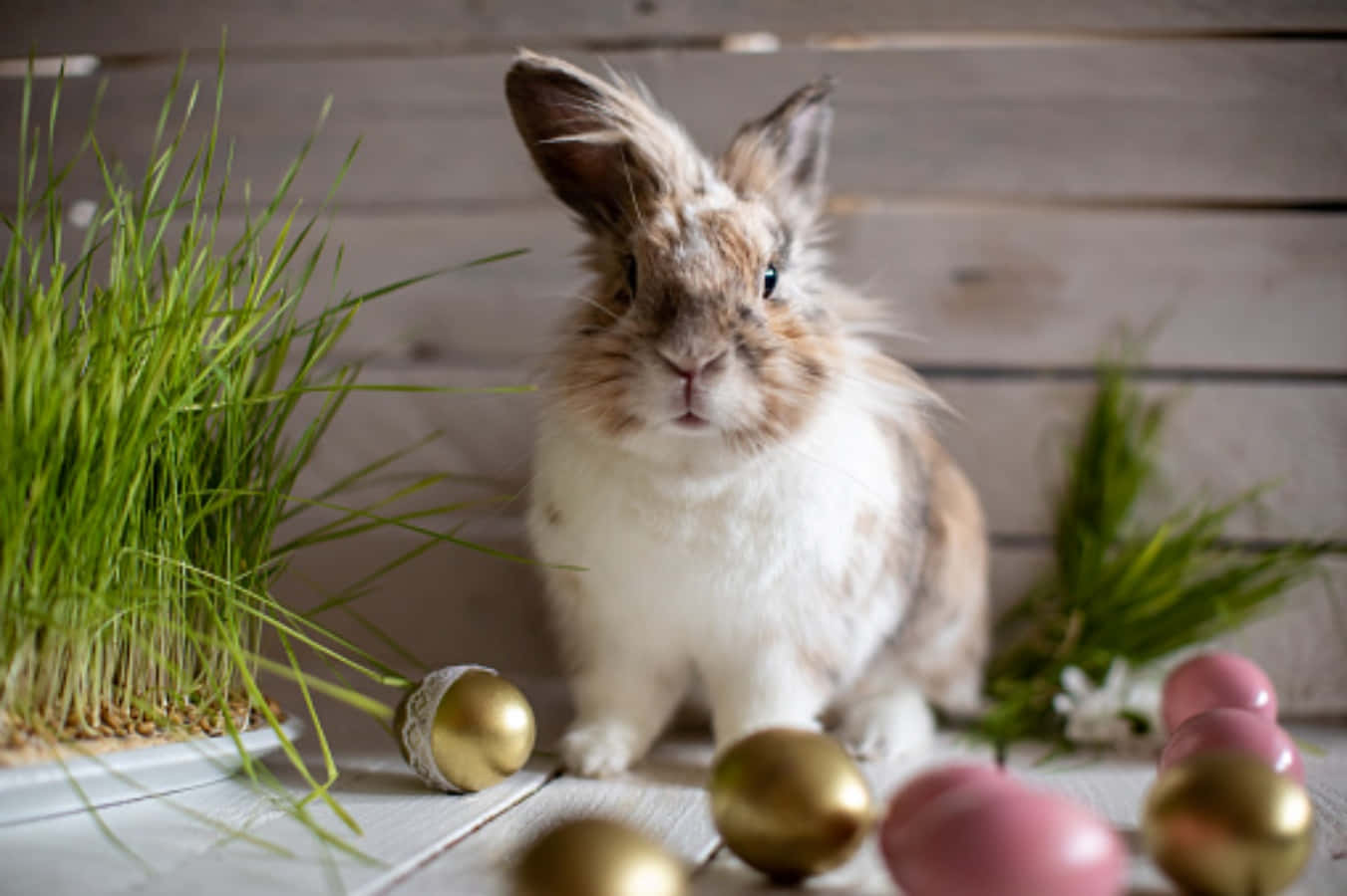 Easter 桌布 壁紙 — 一隻蓬鬆的棕色和白色兔子坐在木質表面上，周圍環繞著綠草和金粉色的復活節彩蛋。