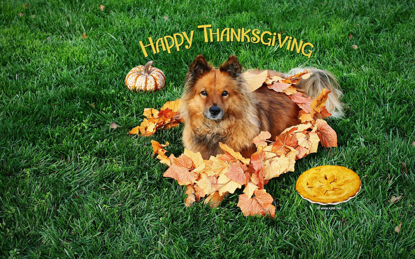 Cute Thanksgiving 桌布 壁紙 — 一隻蓬鬆的棕色狗躺在綠色草地上，周圍有秋葉、南瓜和一個餡餅，上方有「Happy Thanksgiving」文字。