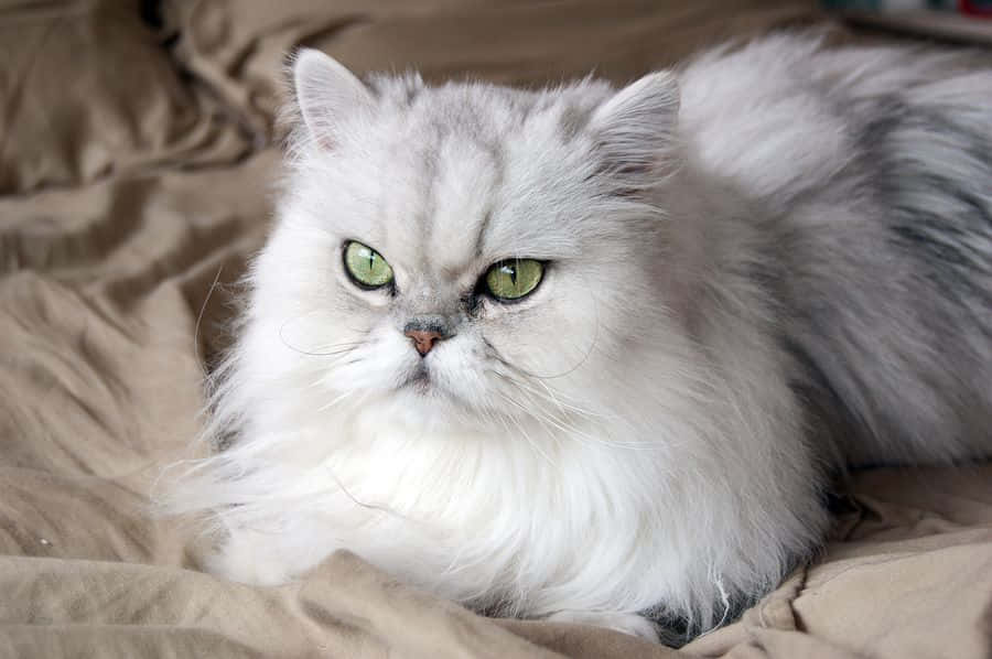 persian cat 桌布 壁紙 — 一隻蓬鬆的銀色波斯貓，擁有引人注目的綠色眼睛，高貴地躺在米色床罩上。