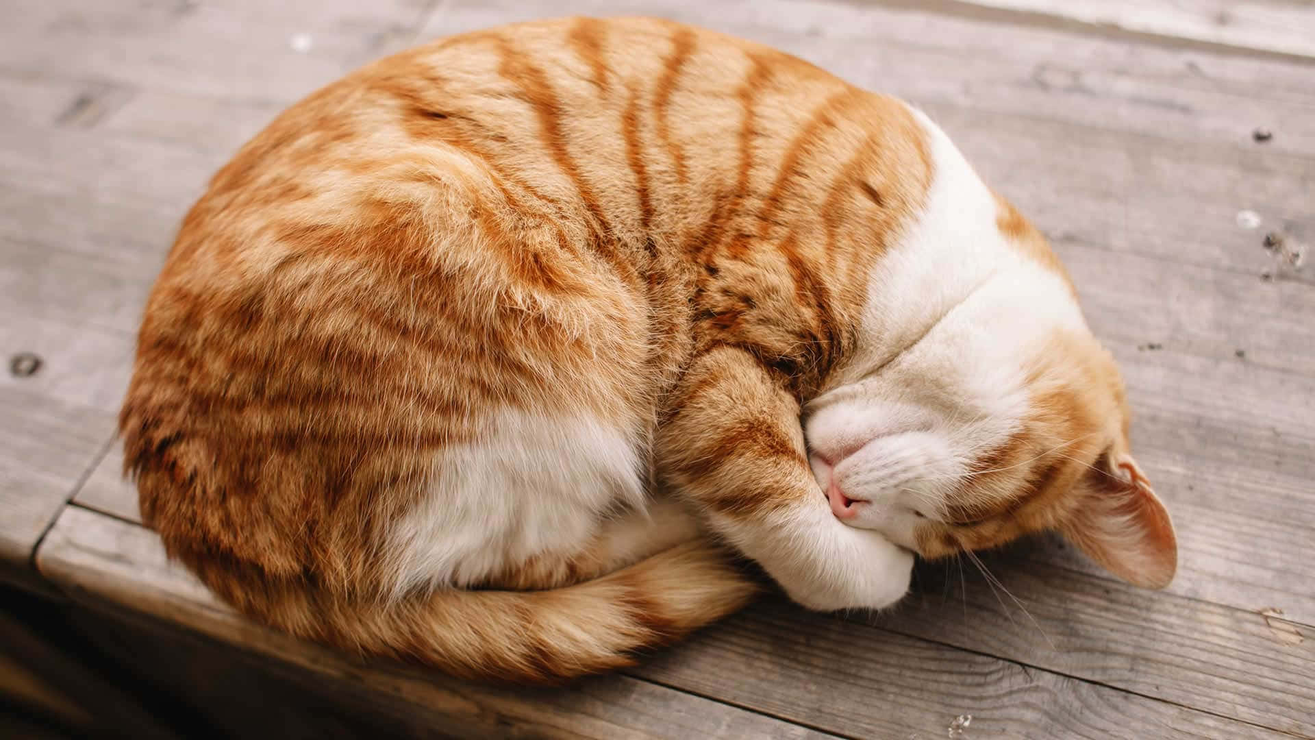 sleeping cat 桌布 壁紙 — 一隻薑白色虎斑貓蜷縮成一個緊密的球，在風化的木板上安睡。