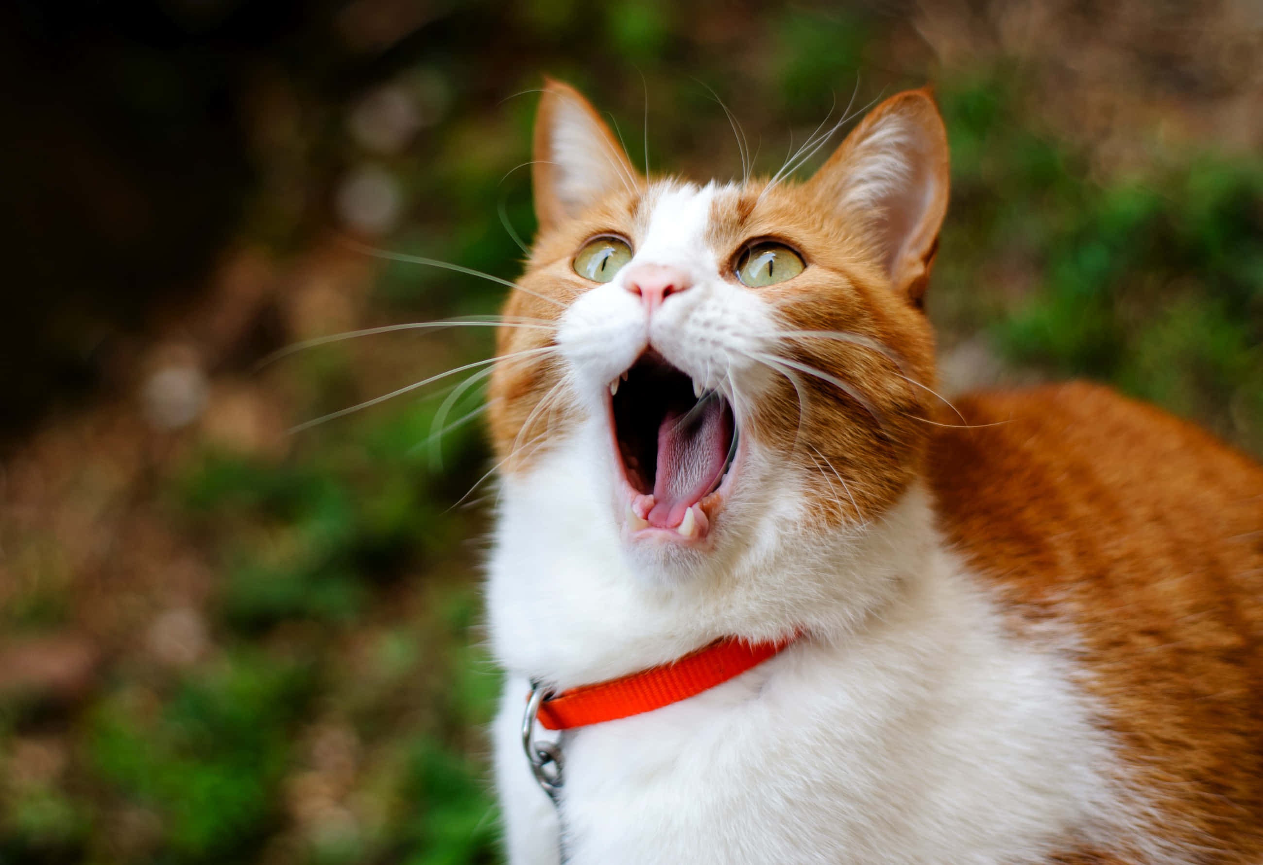 Red Cat 桌布 壁紙 — 一隻薑白色貓咪，綠色眼睛，在模糊的綠色背景下於戶外大大地打呵欠。