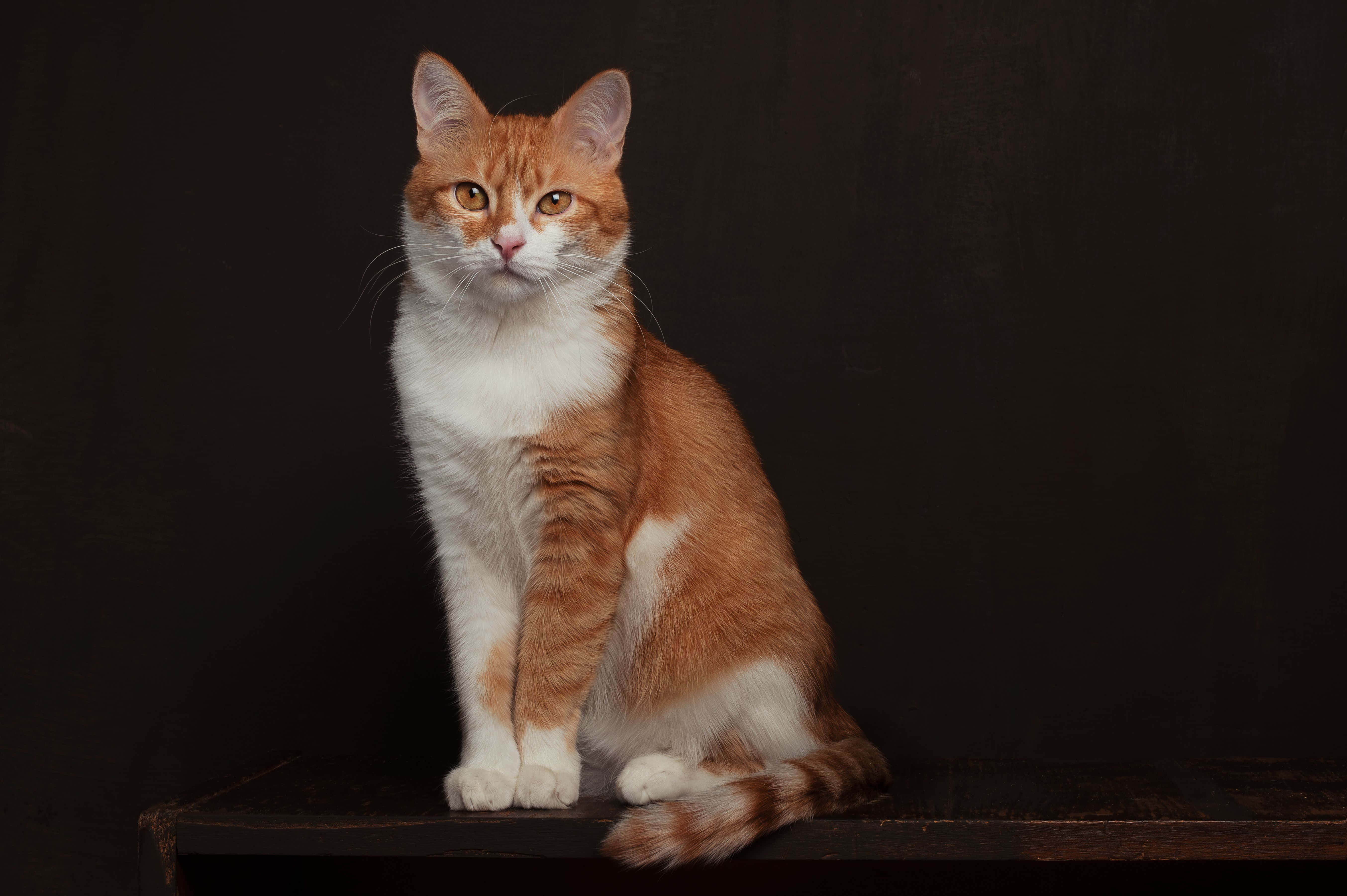 Red Cat 桌布 壁紙 — 一隻薑白色貓咪在黑色背景前，平衡地坐在深色木質表面上，用明亮的琥珀色眼睛直視前方。