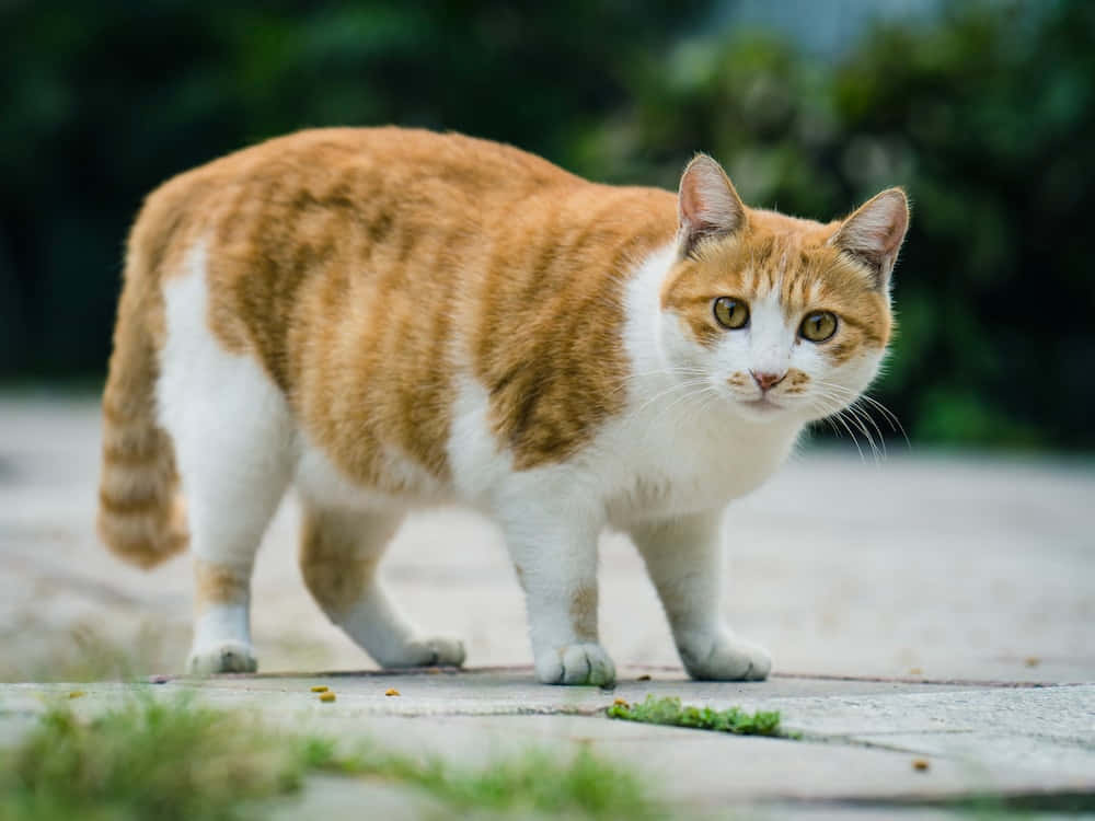 Fat Cat 桌布 壁紙 — 一隻薑白色貓咪自信地走在鋪砌的小路上，背景有模糊的綠色植物。