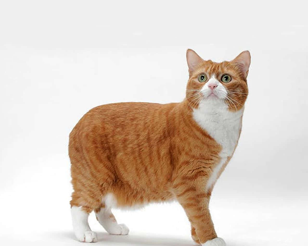 Manx Cat 桌布 壁紙 — 一隻薑白色貓咪警覺地站在純白背景前，睜著一雙充滿好奇的大眼睛。