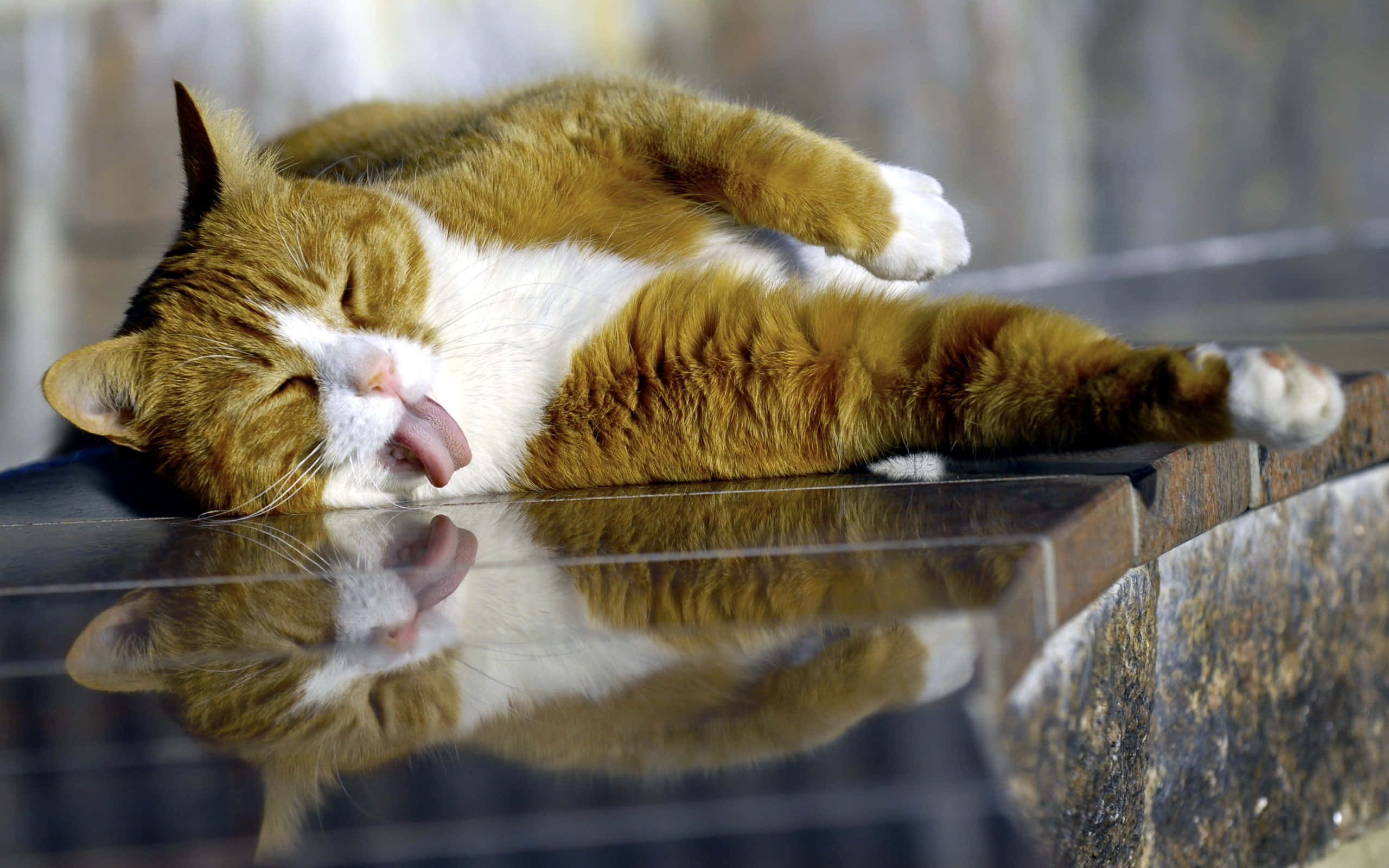 Silly Cat 桌布 壁紙 — 一隻薑白色貓咪躺在反光表面上打呵欠，伸出舌頭，倒影在下方反射。