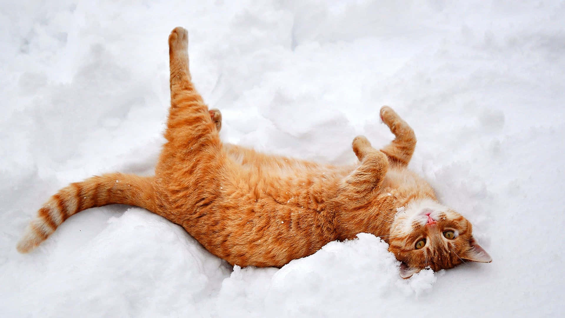 Cute Winter 桌布 壁紙 — 一隻薑貓仰臥在剛下的雪中，雙爪舉起，睜大眼睛向上看。