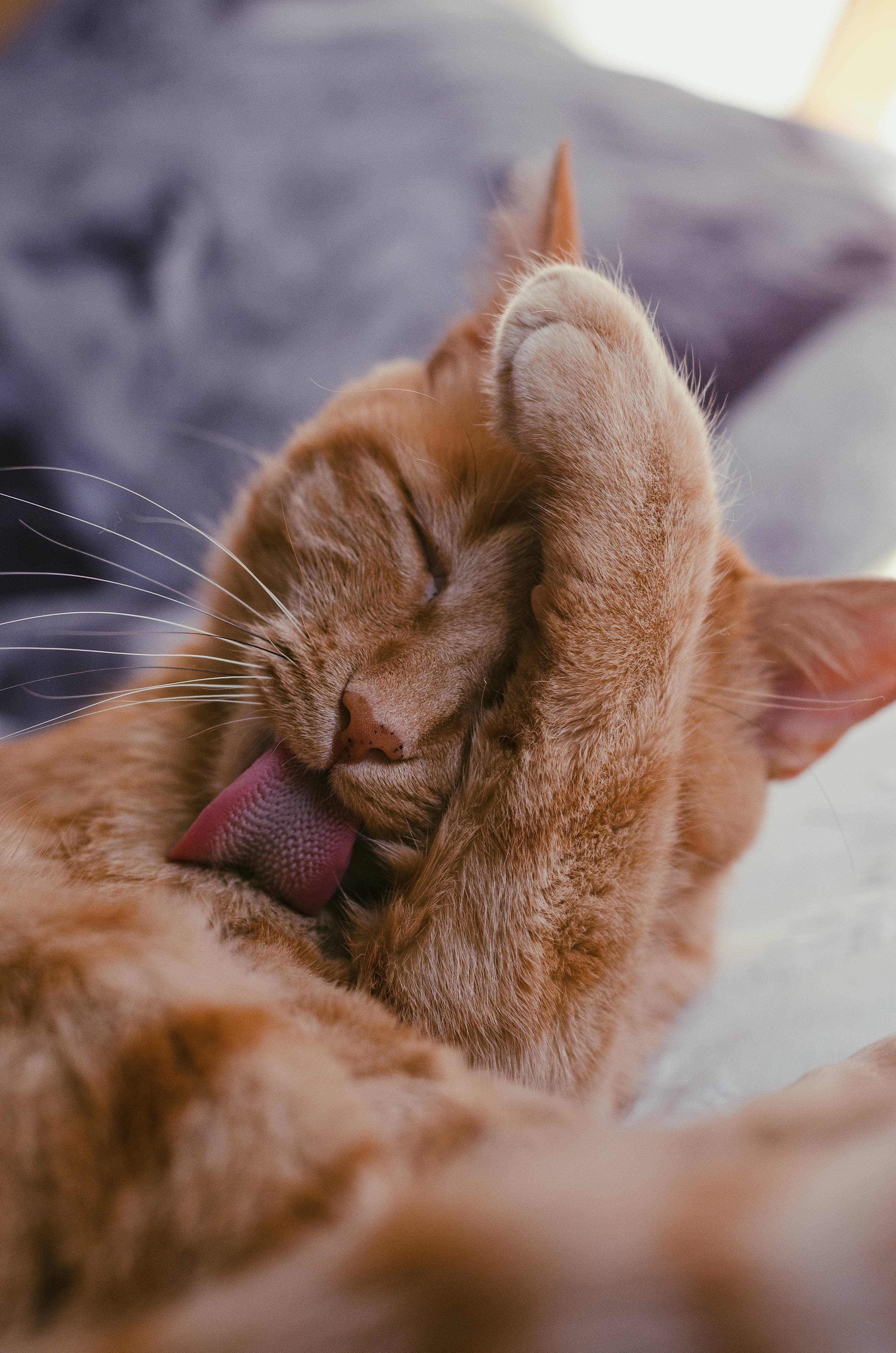 Cute Cat Love 桌布 壁紙 — 一隻薑貓在柔軟表面上休息時，用粉紅色的舌頭梳理自己。