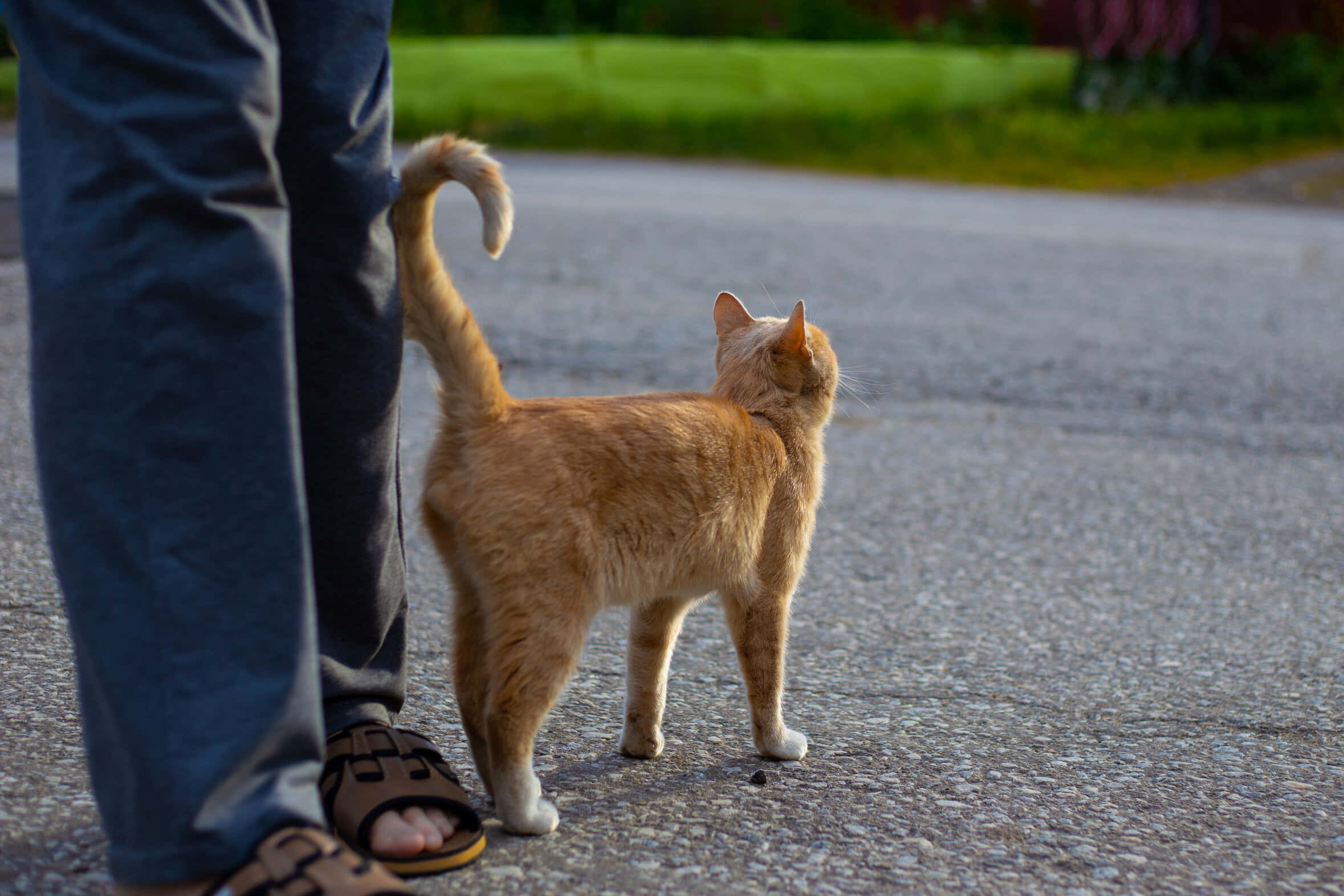 Cat Tail 桌布 壁紙 — 一隻薑貓在鋪砌的小徑上警覺地站在一個人的腿旁，背景有綠草。