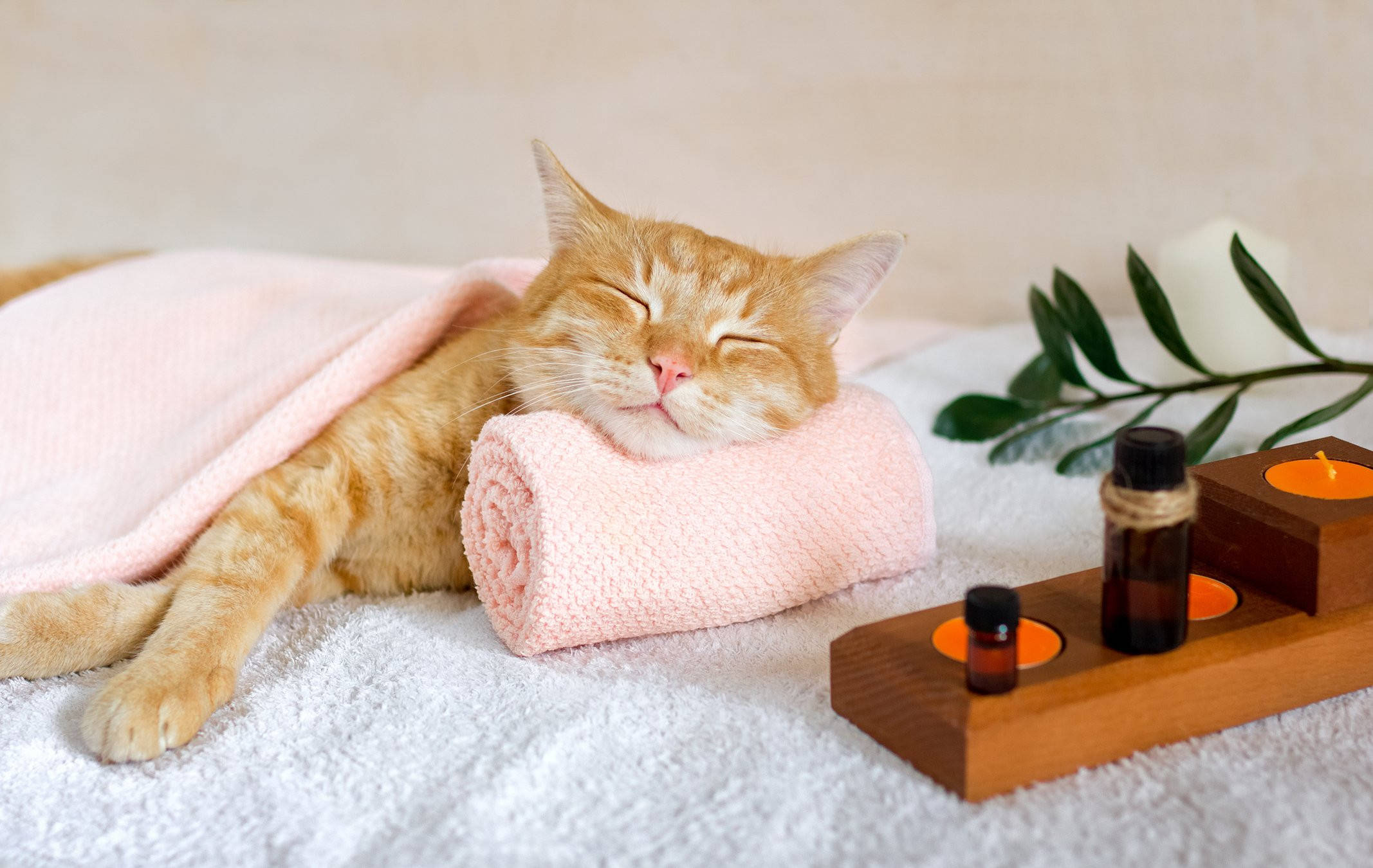 Relaxing 桌布 壁紙 — 一隻薑貓在類似水療環境中，在粉紅色毛巾上，在點燃的蠟燭和精油旁邊平靜地睡覺。