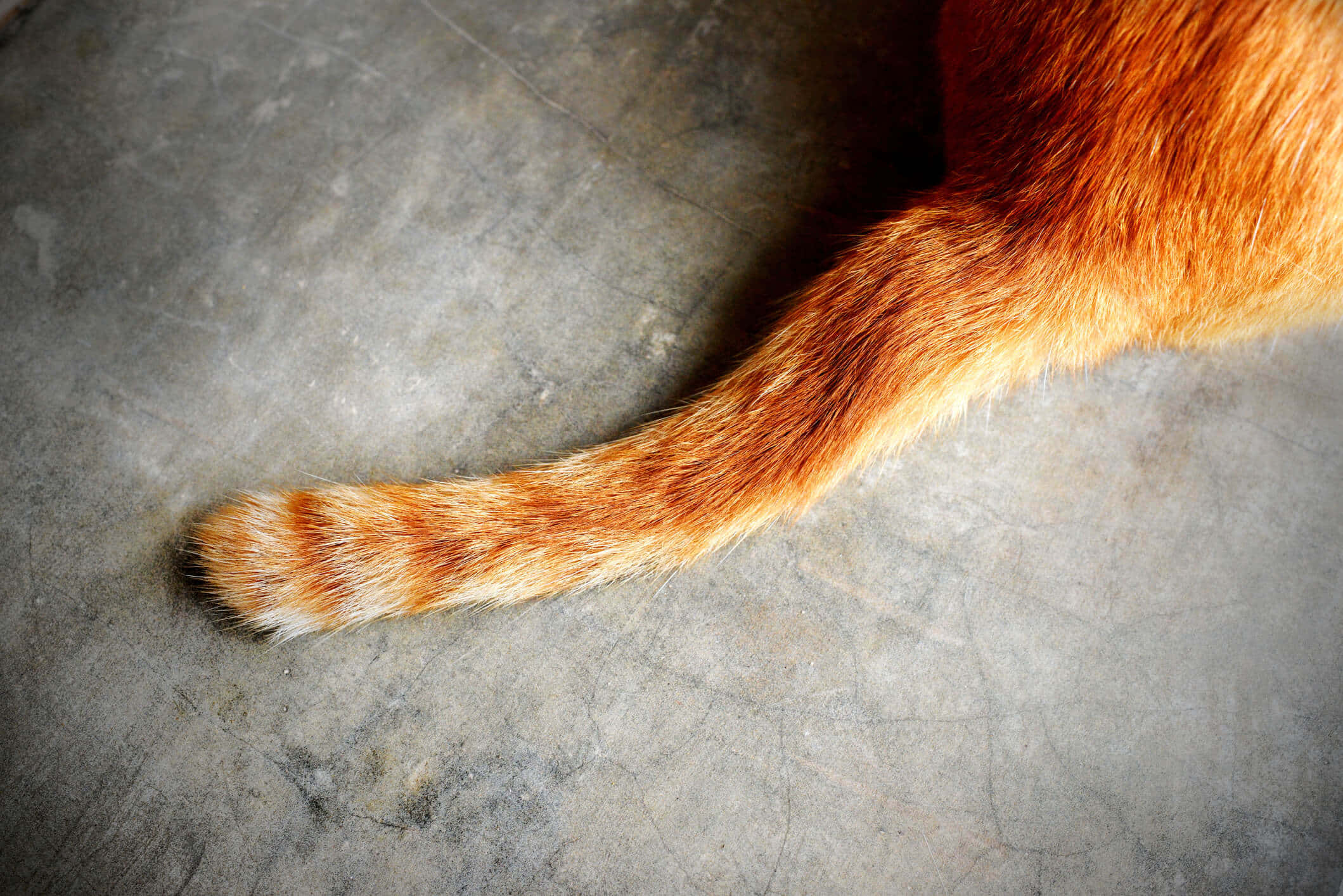 Cat Tail 桌布 壁紙 — 一隻薑貓帶有深色條紋的蓬鬆尾巴，擱在風化的灰色混凝土地板上。