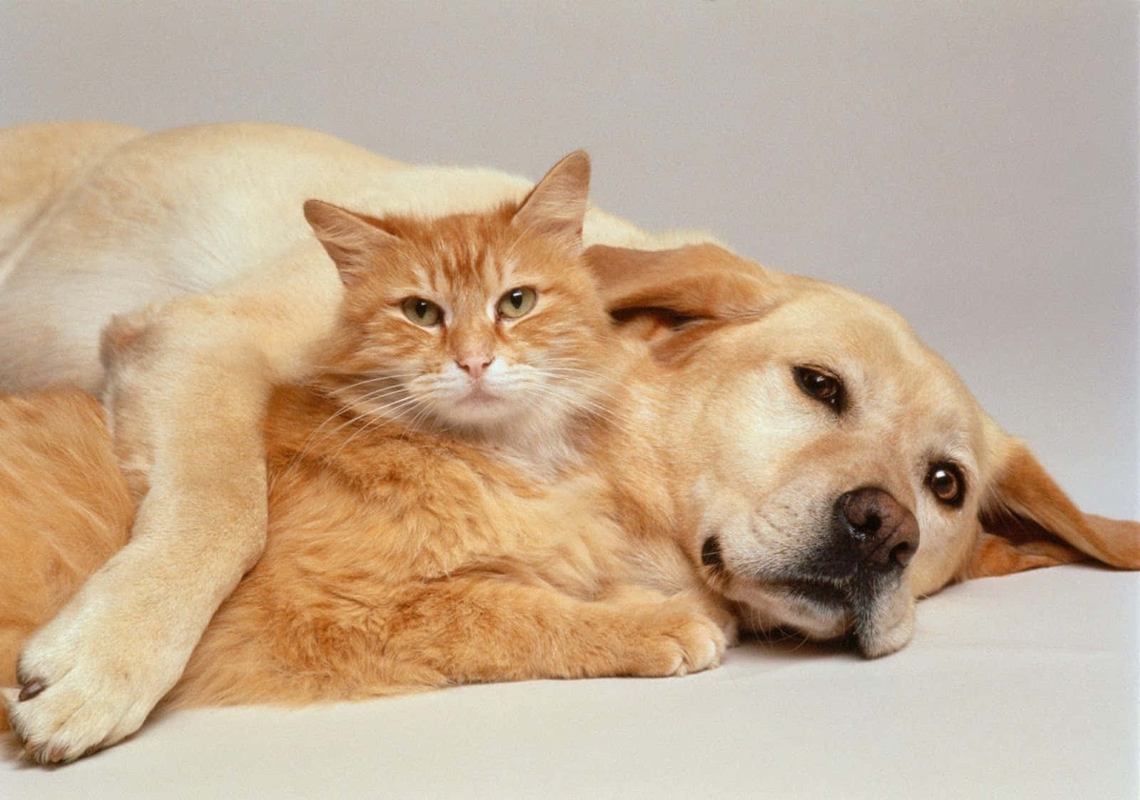 動物 桌布 壁紙 — 一隻薑貓平靜地躺在一隻黃金獵犬的背上，背景是純灰色。