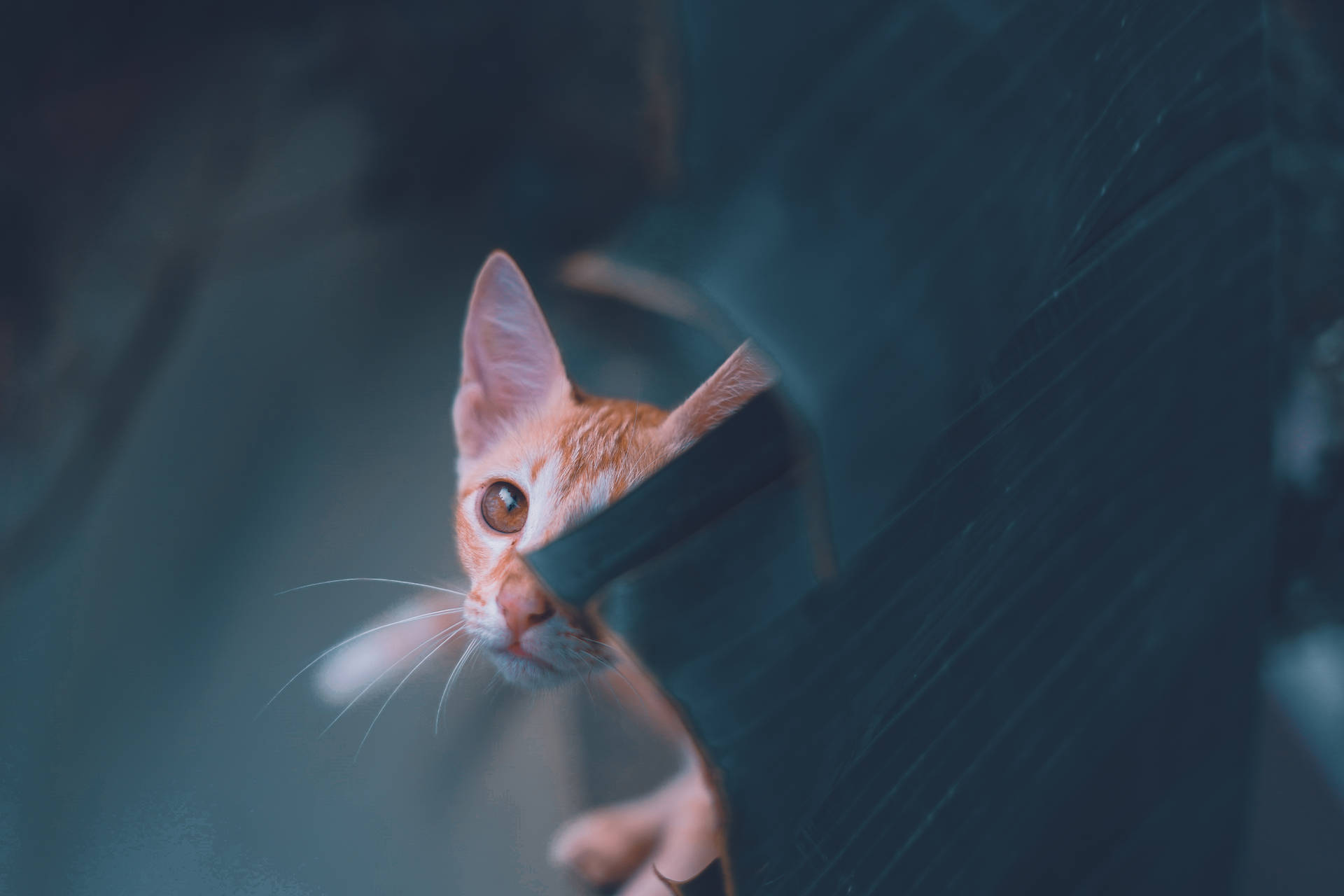 動物 桌布 壁紙 — 一隻薑貓從深色紋理表面後面好奇地窺視，背景柔和焦點。