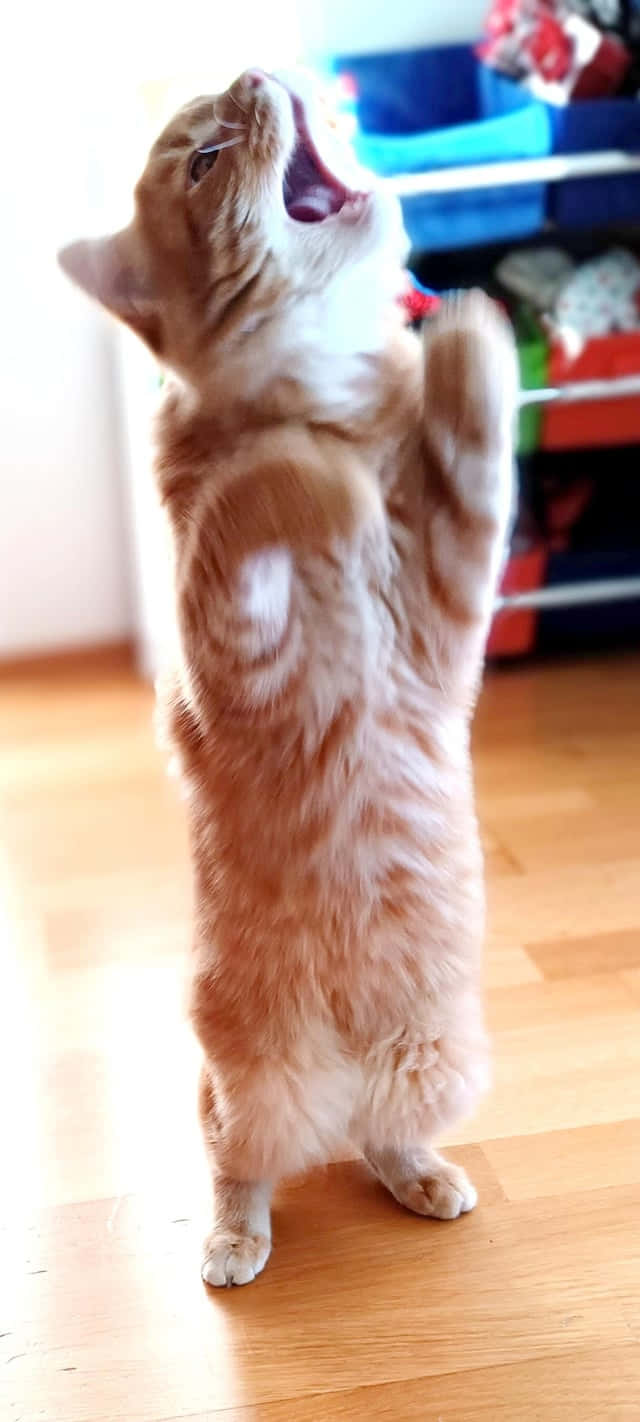 Dancing Cat 桌布 壁紙 — 一隻薑貓用後腿站立，前爪抬起，在木地板上大大地打呵欠。