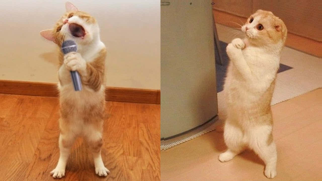 動物 桌布 壁紙 — 一隻薑貓用後腿站立，拿著麥克風唱歌，而另一隻則在附近站著，雙爪合攏。