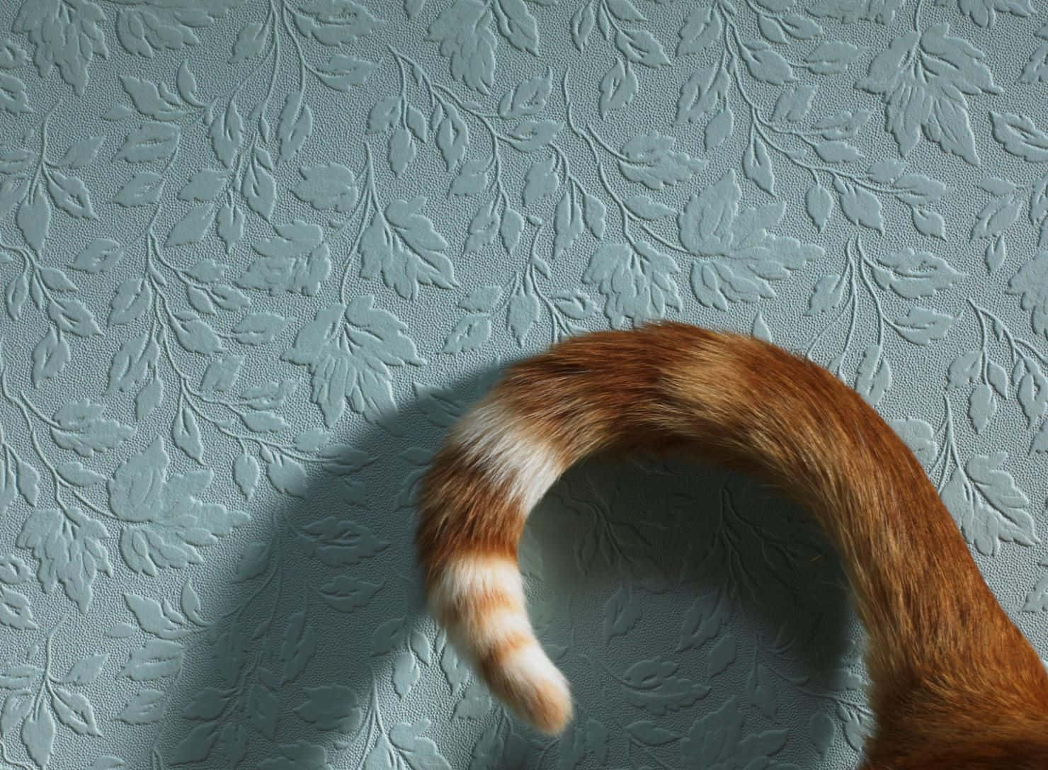 Cat Tail 桌布 壁紙 — 一隻薑貓的毛茸茸尾巴優雅地蜷曲在淺藍色壓花花紋壁紙上。
