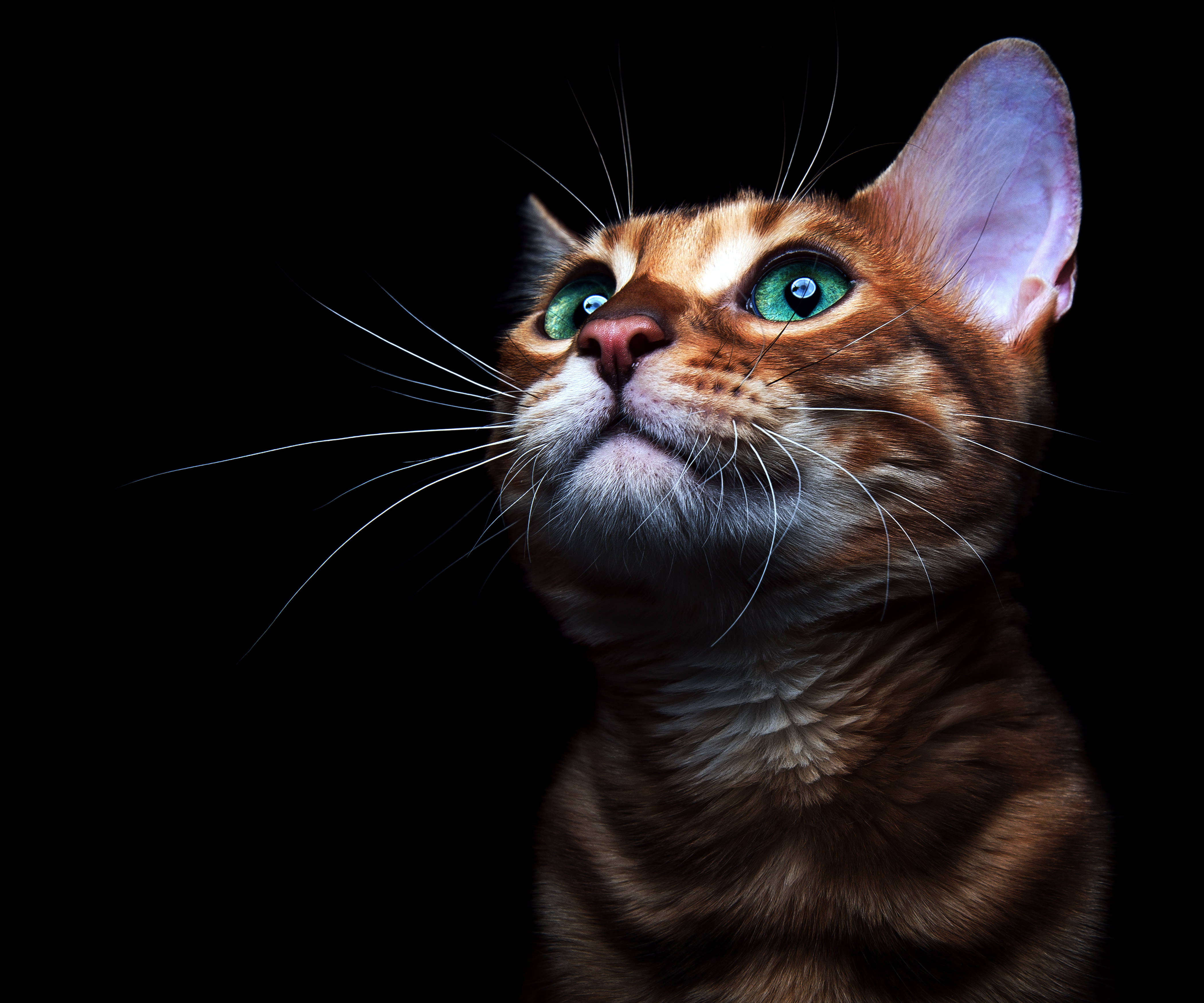 Cute Cat 桌布 壁紙 — 一隻薑貓的特寫，擁有引人注目的綠色眼睛，在純黑色背景下向上凝視。