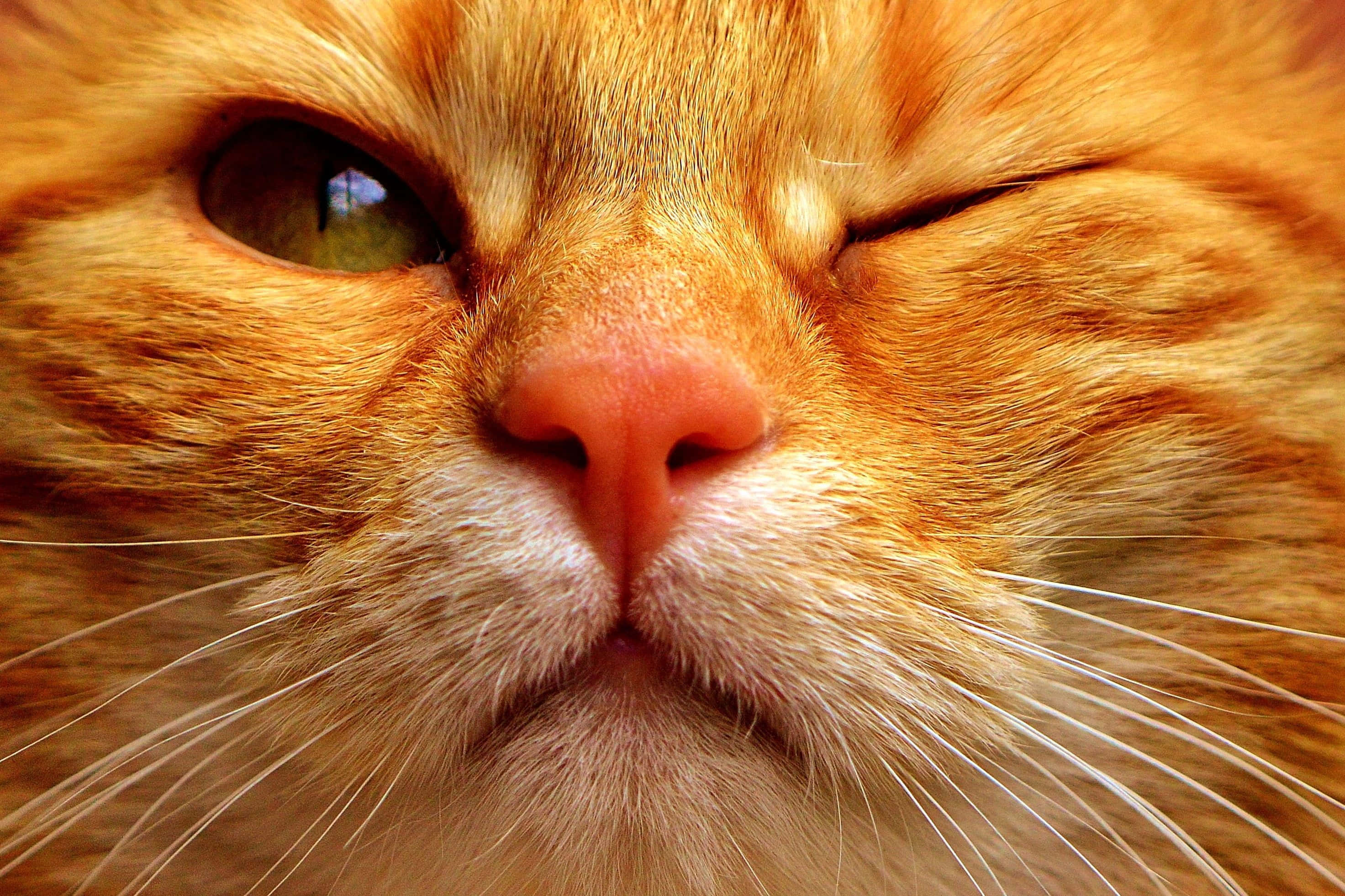 Tabby Cat 桌布 壁紙 — 一隻薑貓的臉部特寫，一隻眼睛睜開，一隻眼睛閉起，表情放鬆。