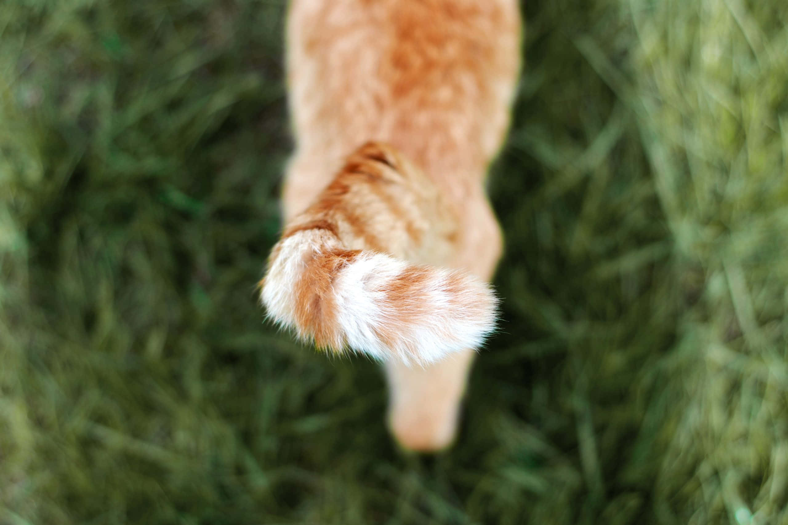 Cat Tail 桌布 壁紙 — 一隻薑貓的蓬鬆尾巴帶有白色尖端，在柔焦中穿過充滿活力的綠草。