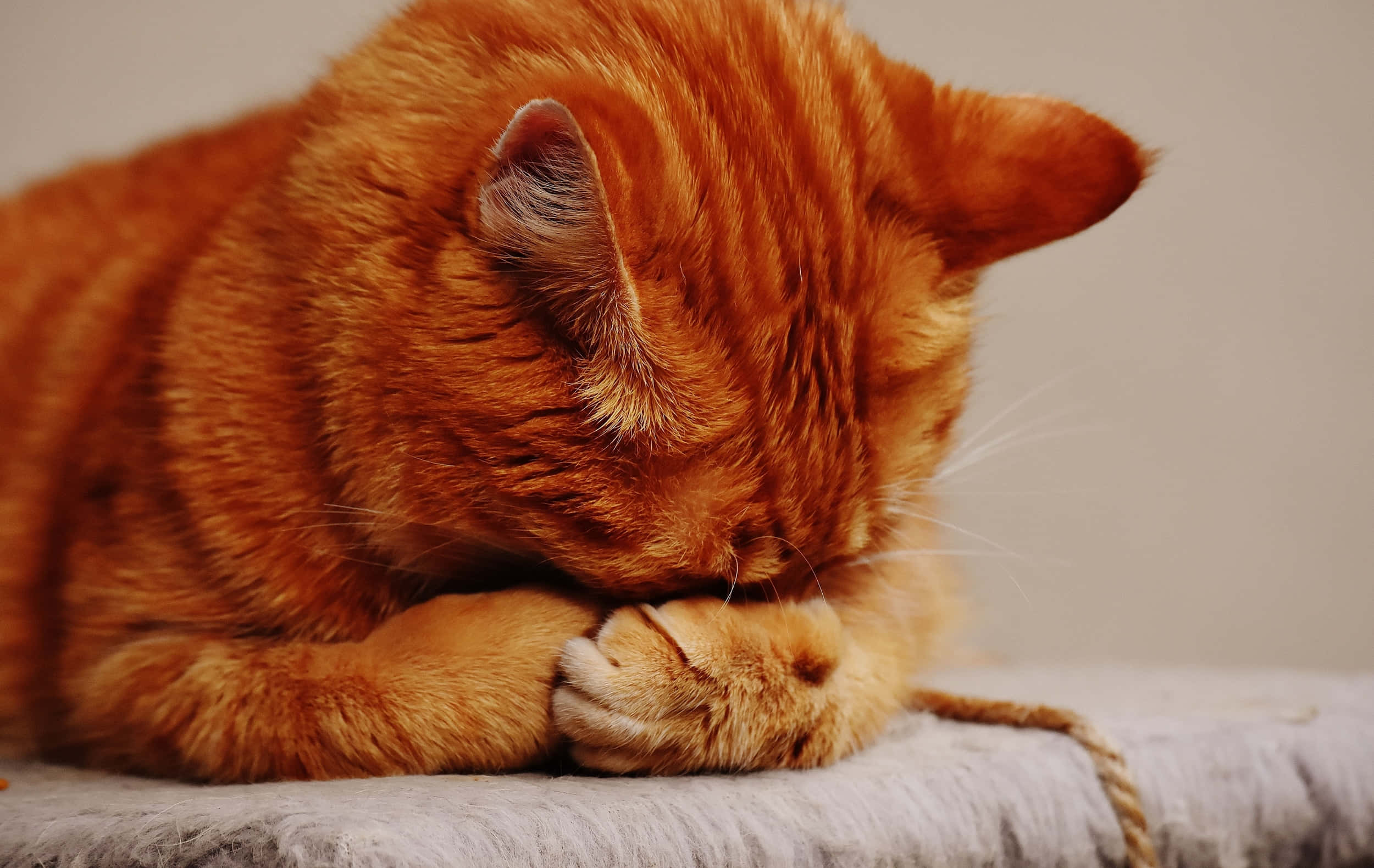 Tabby Cat 桌布 壁紙 — 一隻薑貓蜷縮在柔軟的灰色表面上睡覺，爪子收在下巴下面。