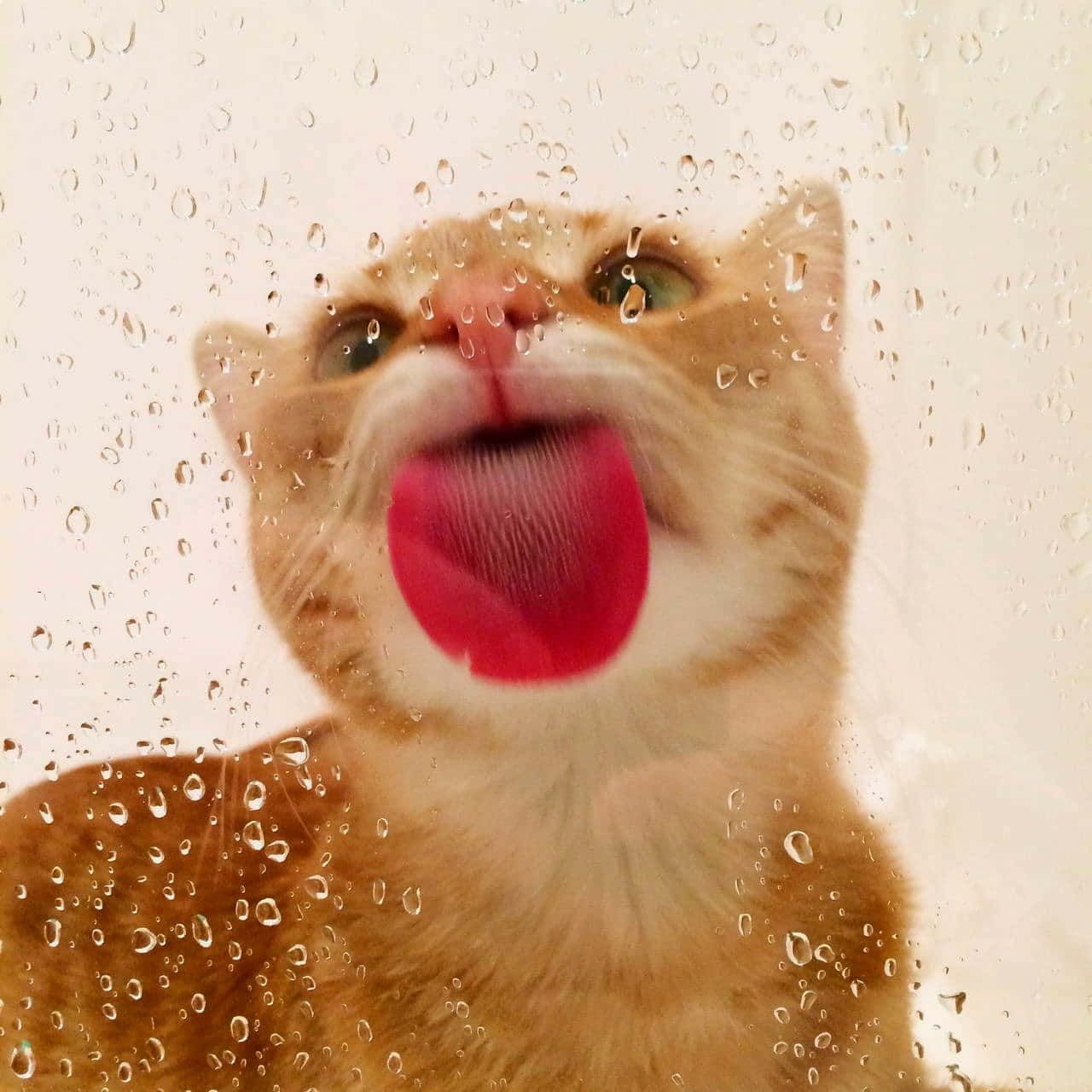 Silly Cat 桌布 壁紙 — 一隻薑貓透過佈滿雨點的窗戶伸出粉紅色舌頭，睜著一雙充滿好奇的大眼睛。