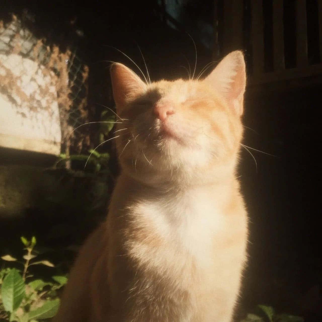 美學貓咪動圖 桌布 壁紙 — 一隻薑貓閉著眼睛享受溫暖的陽光，被綠植和柔和的陰影包圍。