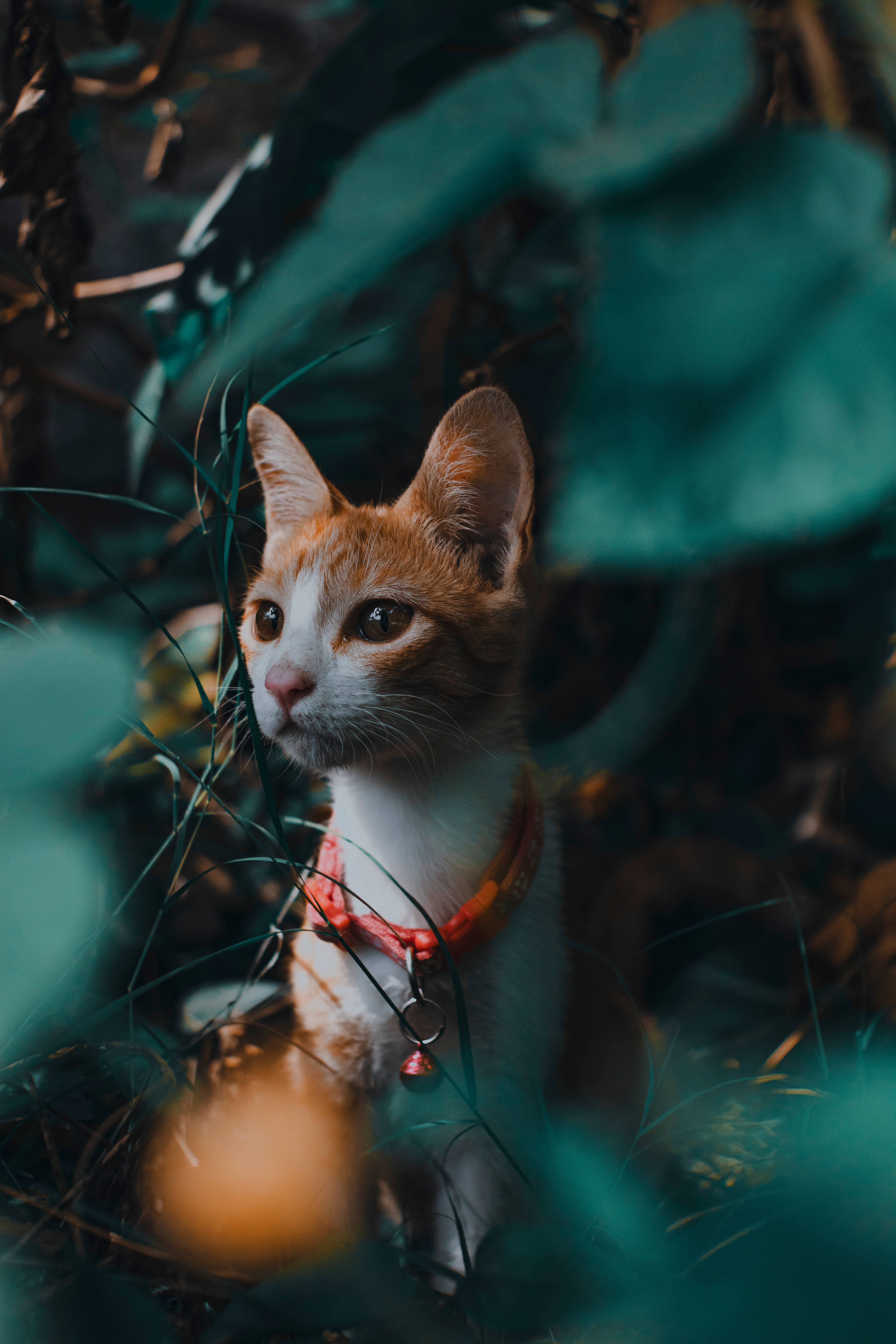 Cute Cat HD 桌布 壁紙 — 一隻薑黃色和白色的小貓戴著橙色項圈，在柔和自然光線下好奇地透過茂密的綠色樹葉窺視。