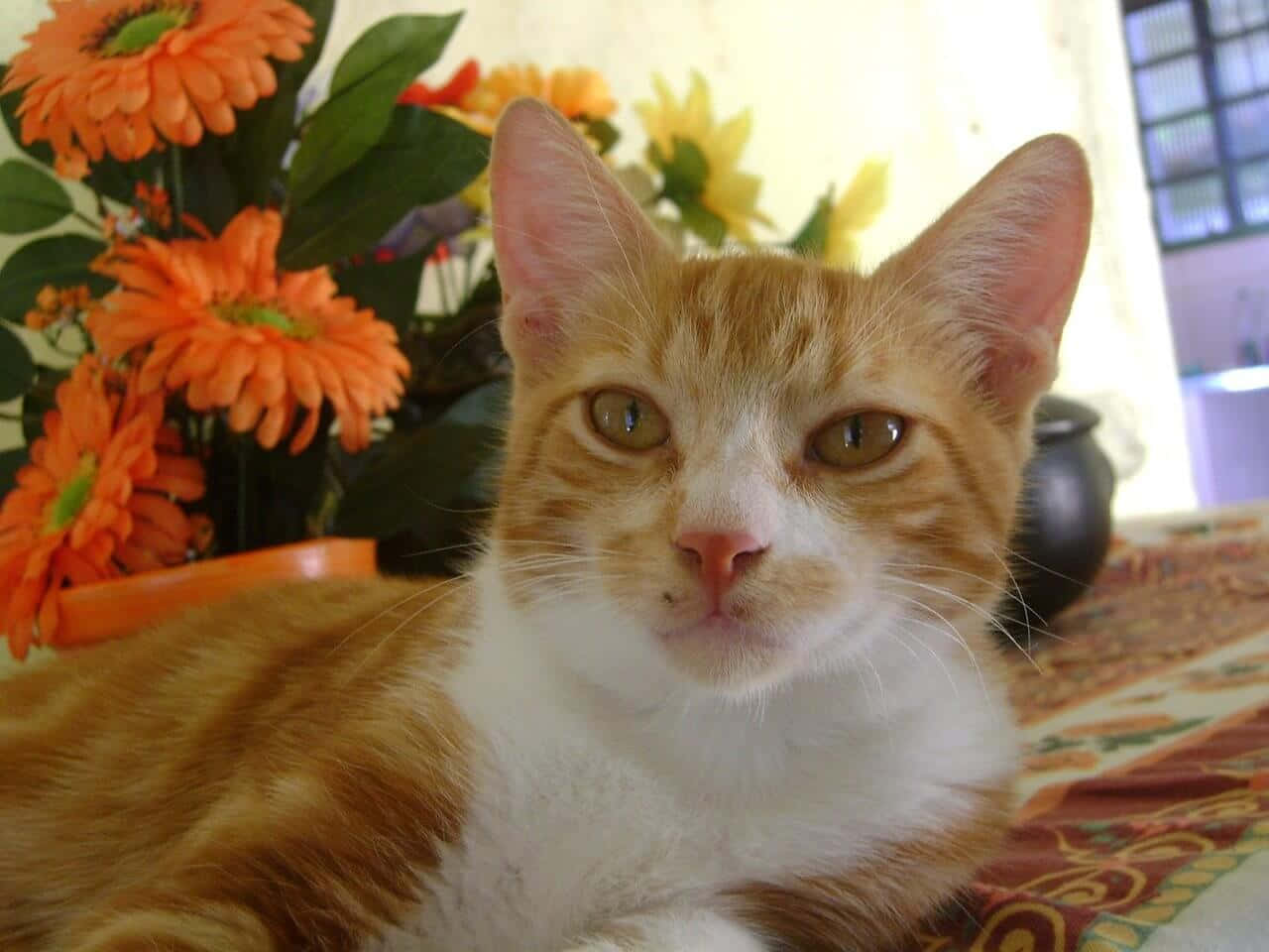 Brazilian Shorthair 桌布 壁紙 — 一隻薑黃色和白色的貓咪，擁有明亮的綠色眼睛，在鮮豔的橙色花卉擺設旁邊直視鏡頭。