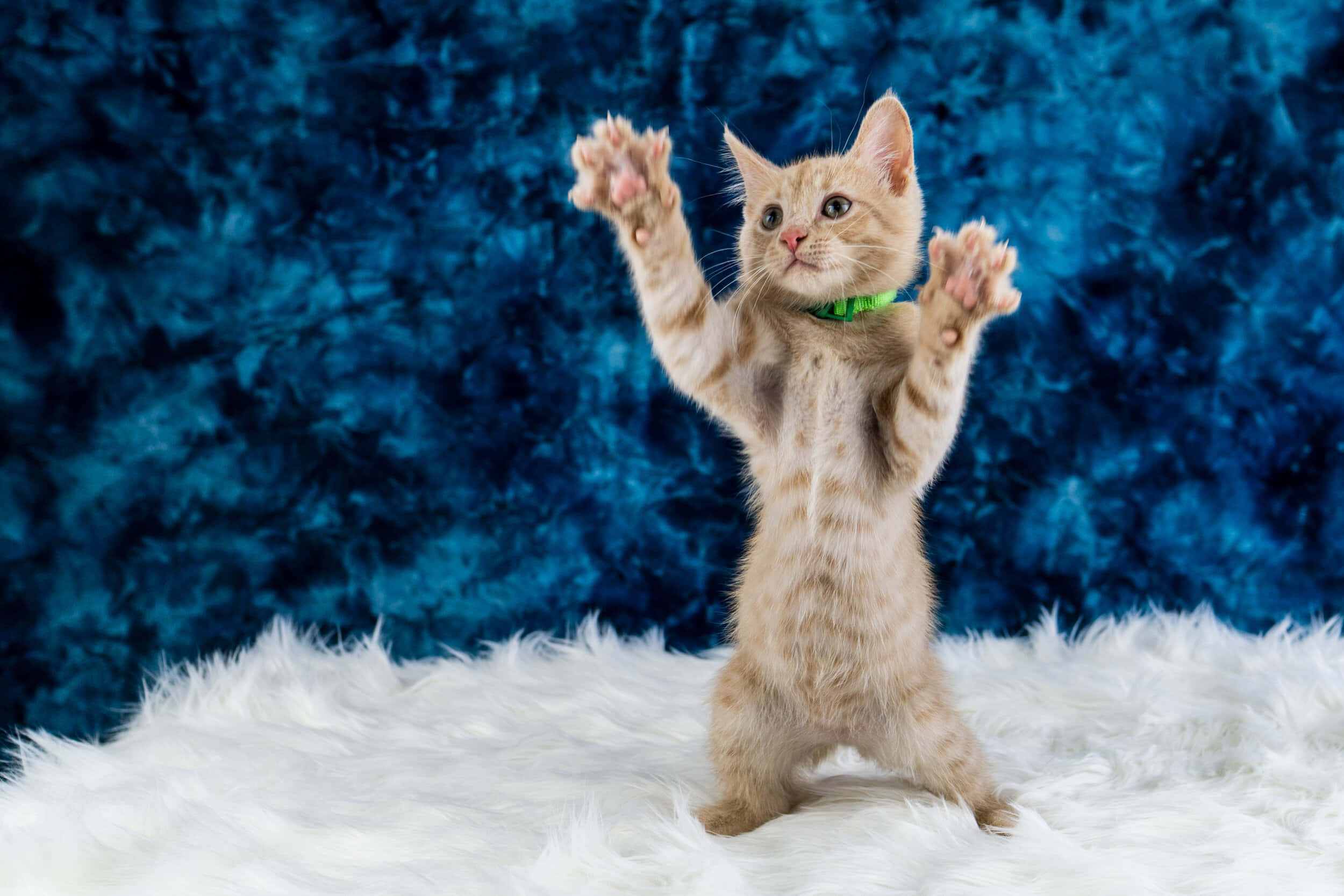 Dancing Cat 桌布 壁紙 — 一隻薑黃色小貓咪站在白色毛絨地毯上，用後腿站立，前爪抬起，面向有紋理的藍色背景。