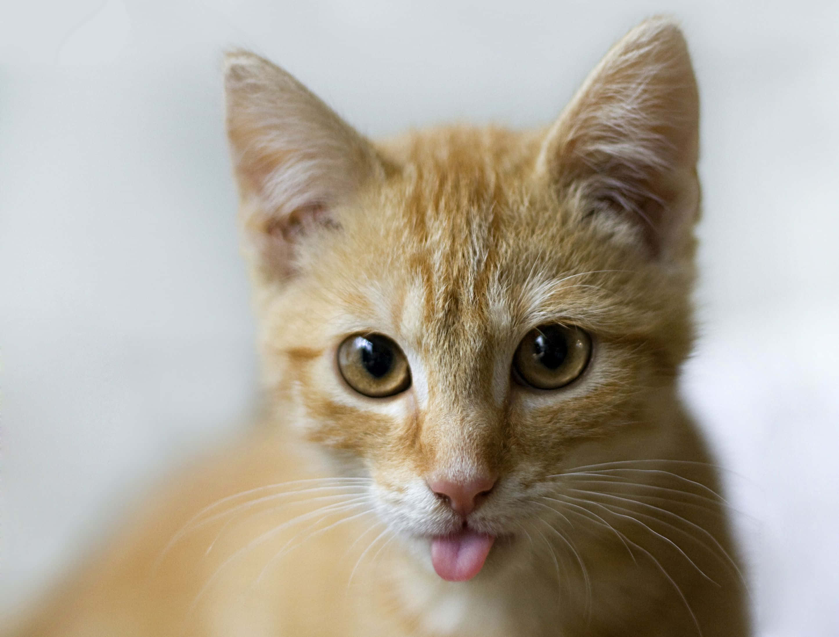 Cute Cat 桌布 壁紙 — 一隻薑黃色小貓的大特寫，睜大眼睛，伸出粉紅色舌頭，背景是柔和的白色。