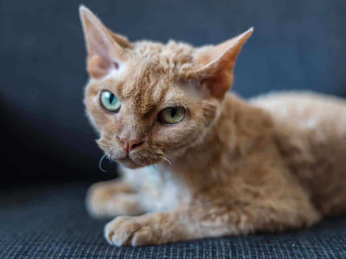 Devon Rex 桌布 壁紙 — 一隻薑黃色德文帝王貓的特寫，擁有大型耳朵和引人注目的綠色眼睛，在深色紋理表面上休息。