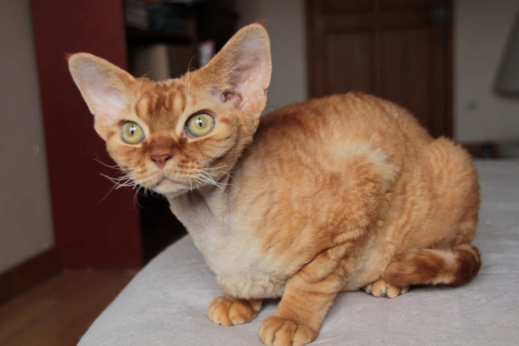 Devon Rex 桌布 壁紙 — 一隻薑黃色的德文帝王貓，有大耳朵和綠色眼睛，警覺地坐在室內淺灰色的表面上。