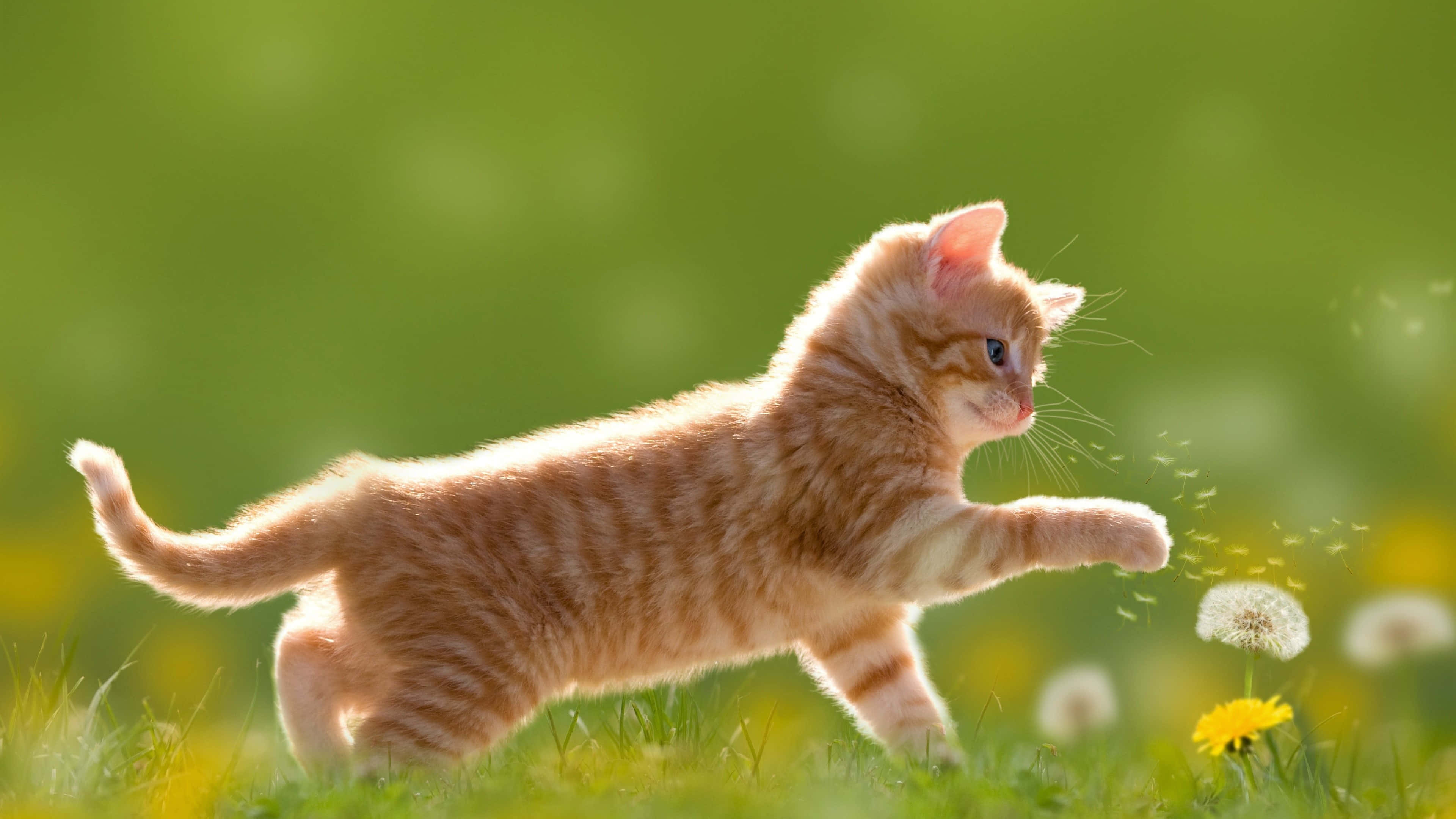 Really Cute Animal 桌布 壁紙 — 一隻薑黃色虎斑小貓優雅地跳過陽光明媚、點綴著蒲公英和野花的草地。
